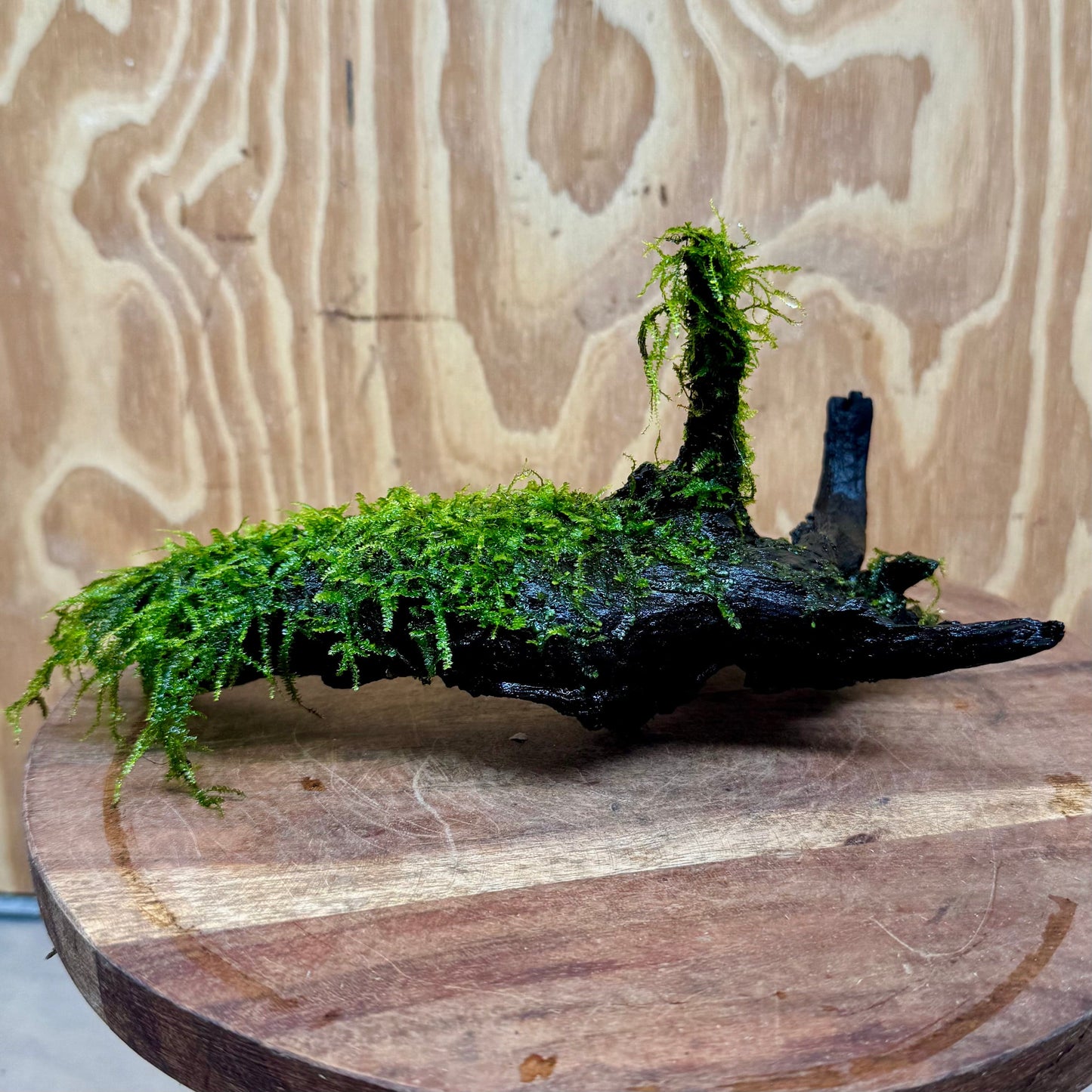 Pisces Enterprises Driftwood Creation Fontinalis Log - Medium (Java Moss) Fontinalis Log - Medium (Java Moss)