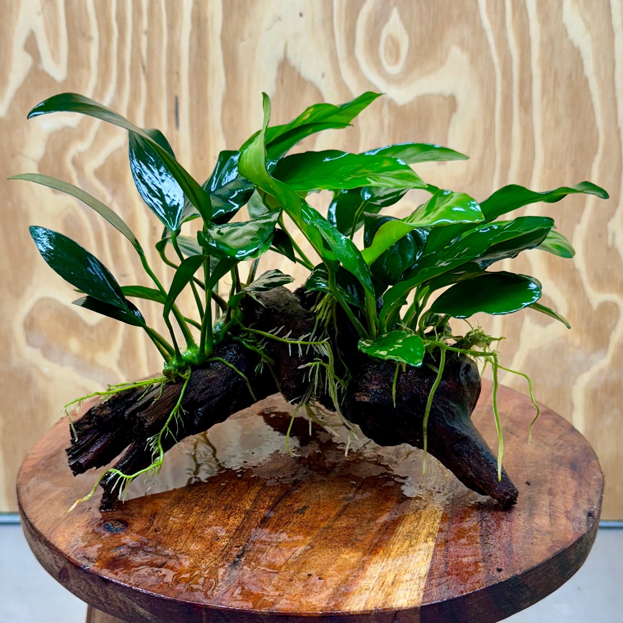 Nano Rainforest Driftwood Creation –