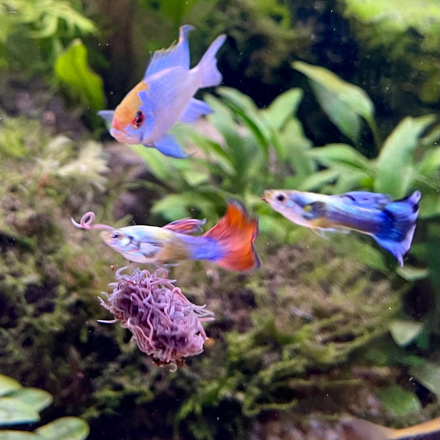 Scapeshop.com.au Fish Food Live Blackworms Fish Food Buy Live Blackworms Fish Food from Scapeshop Australia