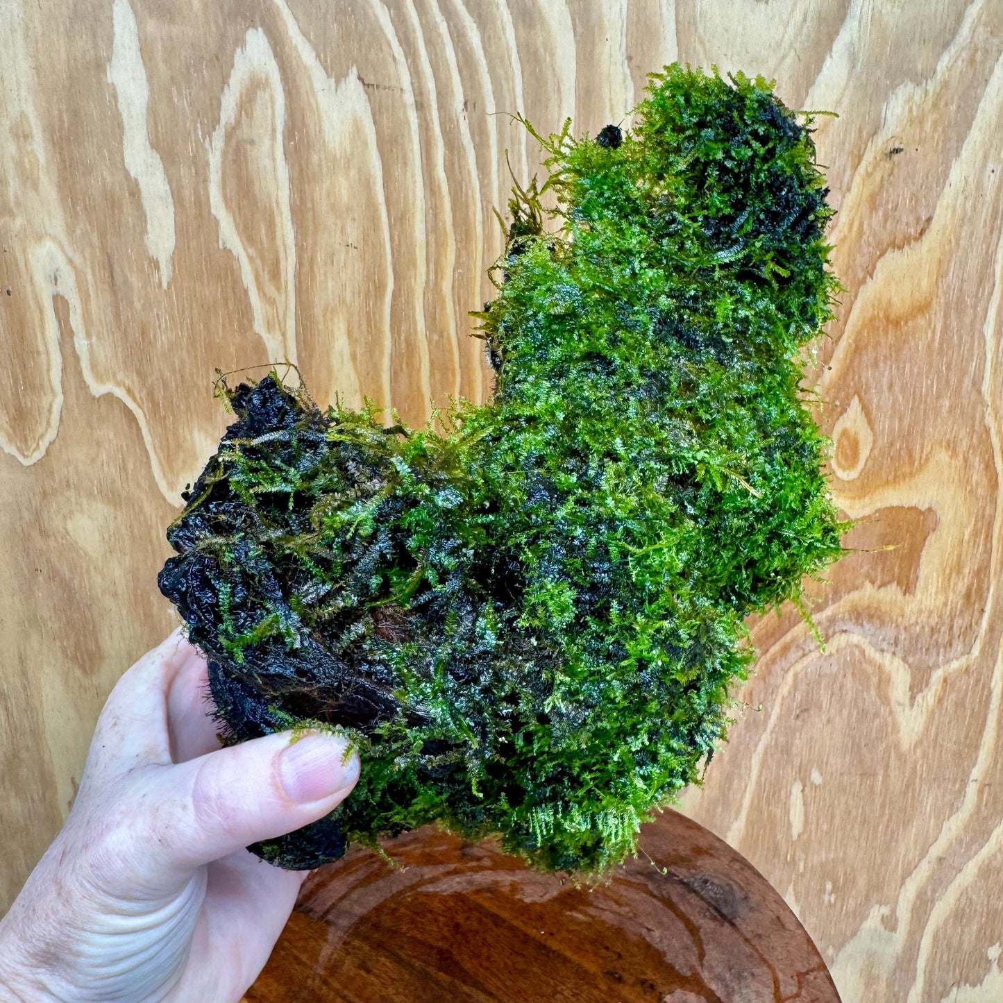 Scapeshop.com.au One Only Amazing Fontinalis Log - Large (Java Moss) - One Only Amazing Fontinalis Log - Large (Java Moss) - One Only