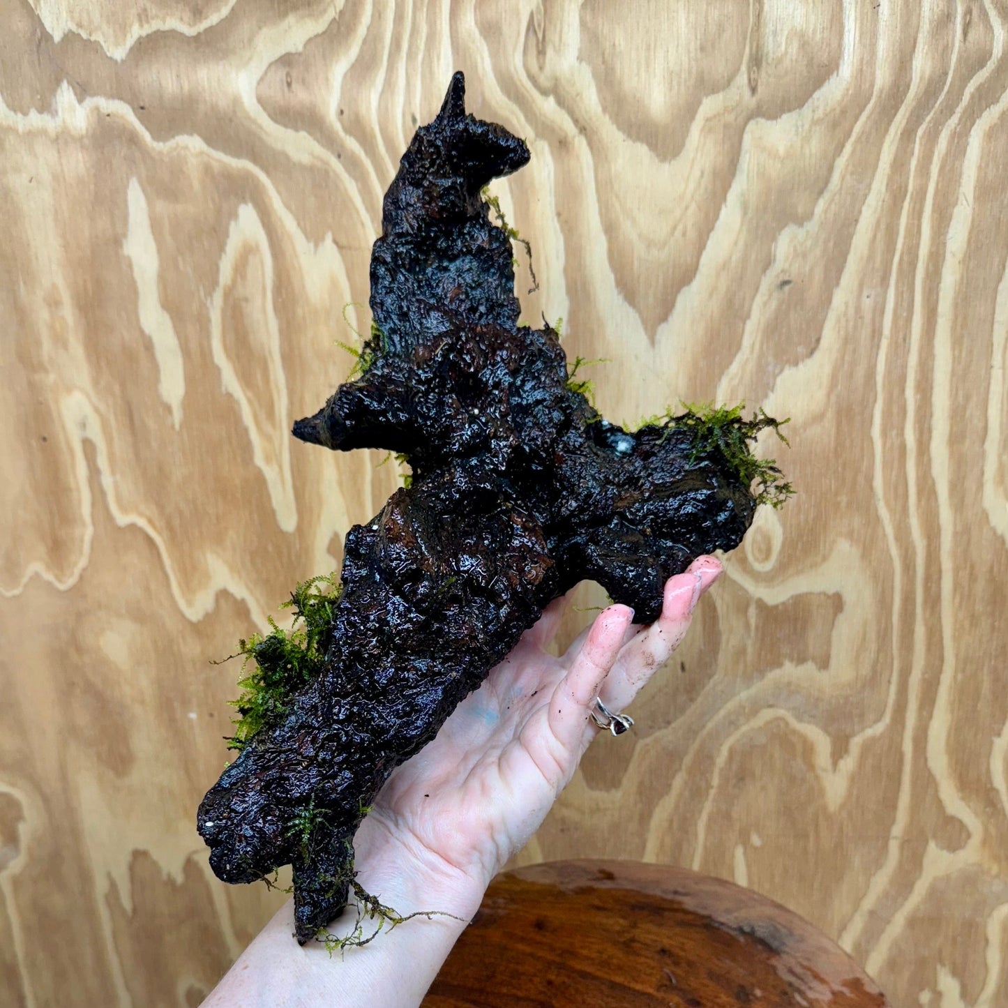 Scapeshop.com.au One Only Amazing Fontinalis Log - Large (Java Moss) - One Only Amazing Fontinalis Log - Large (Java Moss) - One Only