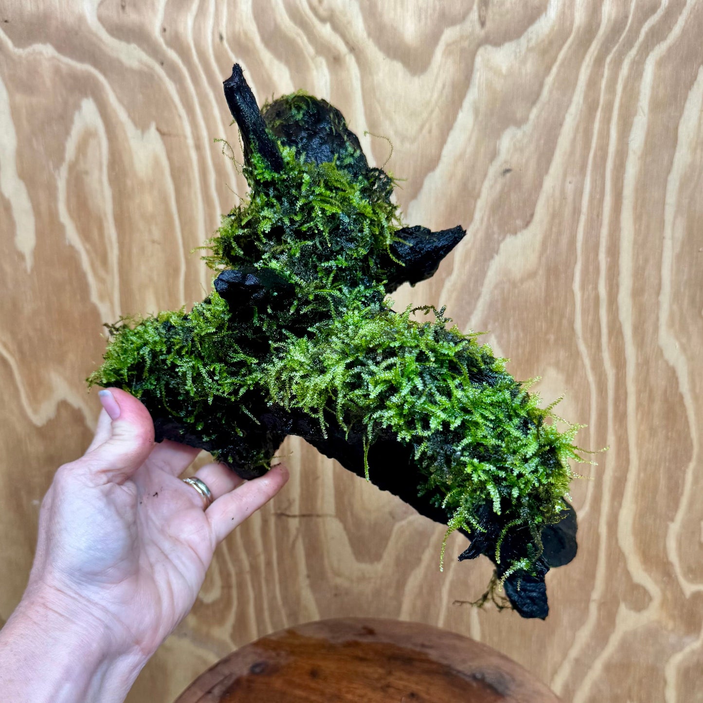 Scapeshop.com.au One Only Amazing Fontinalis Log - Large (Java Moss) - One Only Amazing Fontinalis Log - Large (Java Moss) - One Only