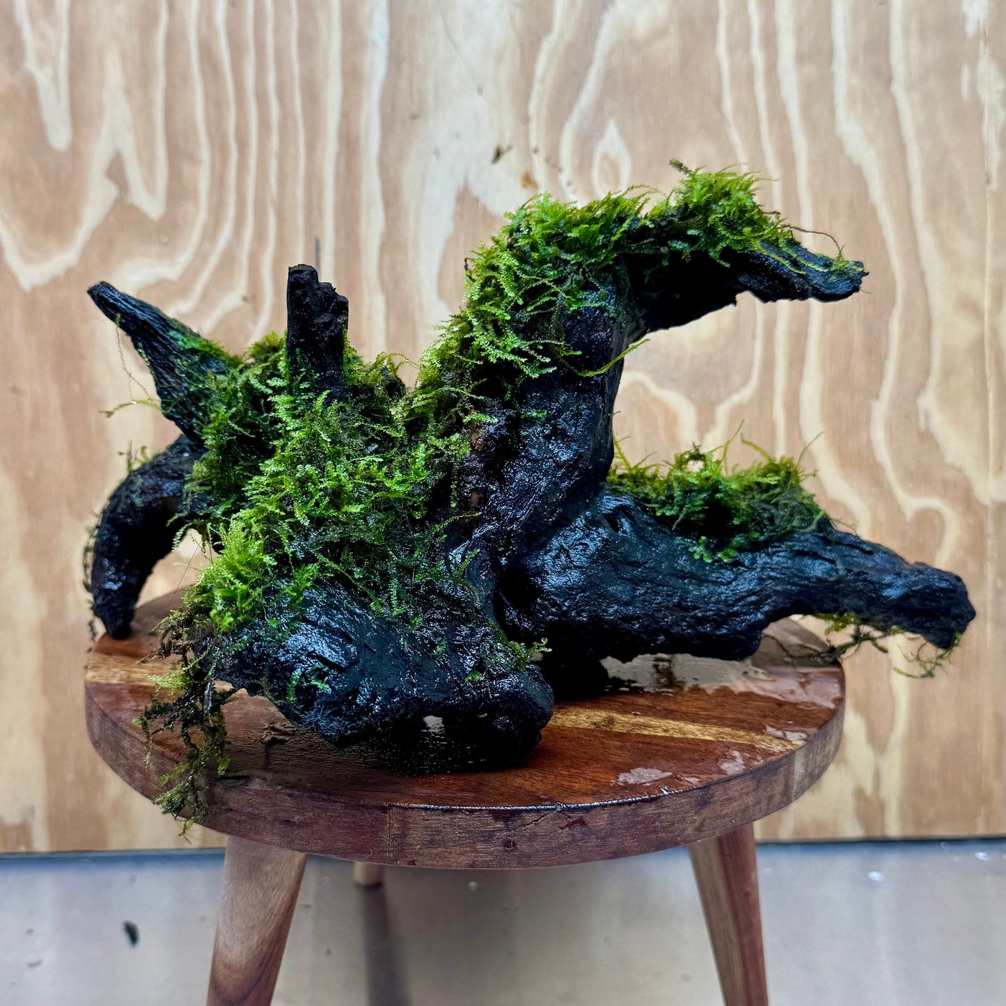 Scapeshop.com.au One Only Amazing Fontinalis Log - Large (Java Moss) - One Only Amazing Fontinalis Log - Large (Java Moss) - One Only