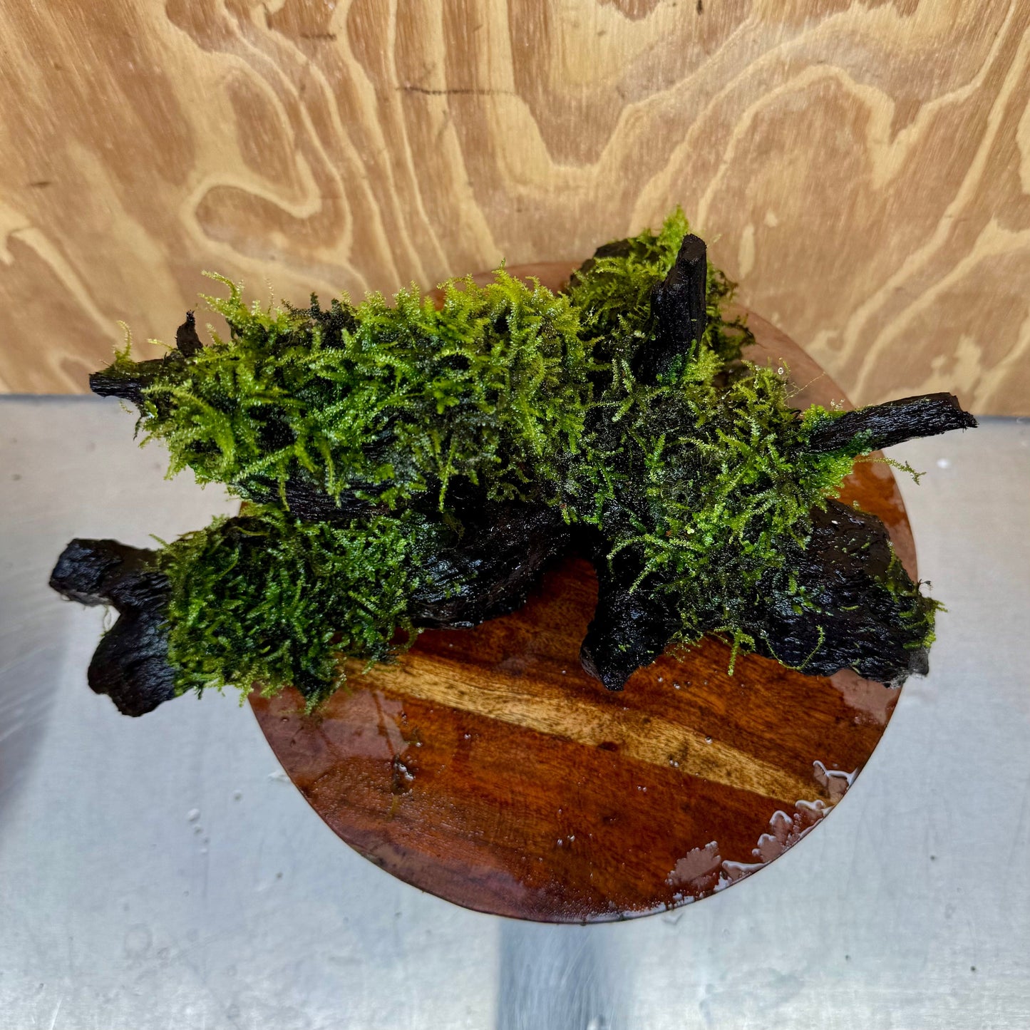 Scapeshop.com.au One Only Amazing Fontinalis Log - Large (Java Moss) - One Only Amazing Fontinalis Log - Large (Java Moss) - One Only