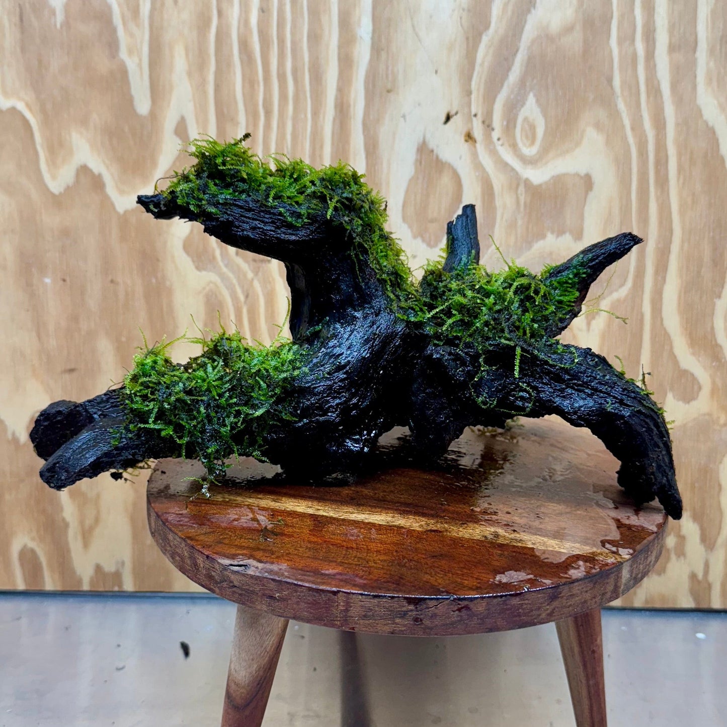 Scapeshop.com.au One Only Amazing Fontinalis Log - Large (Java Moss) - One Only Amazing Fontinalis Log - Large (Java Moss) - One Only