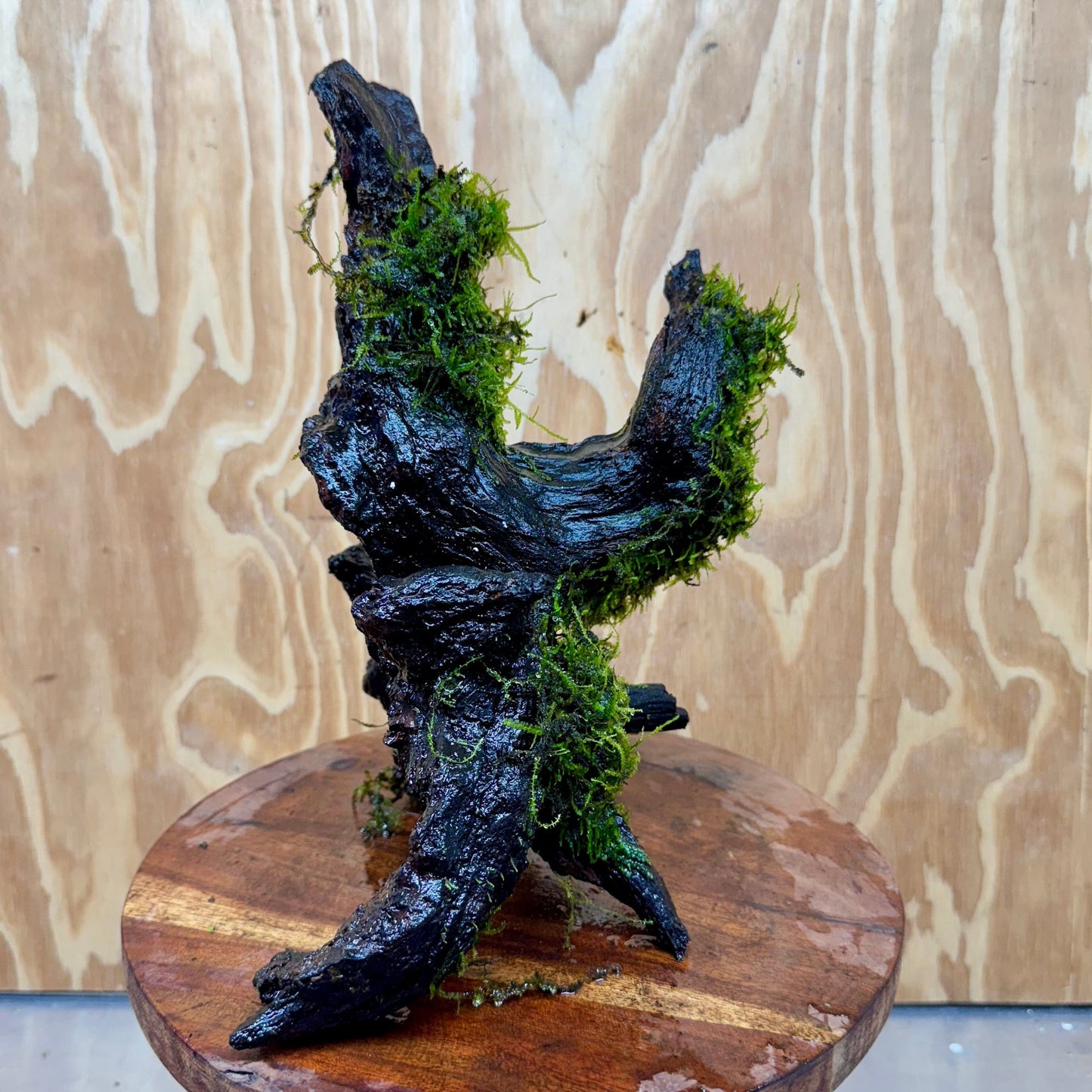 Scapeshop.com.au One Only Amazing Fontinalis Log - Large (Java Moss) - One Only Amazing Fontinalis Log - Large (Java Moss) - One Only