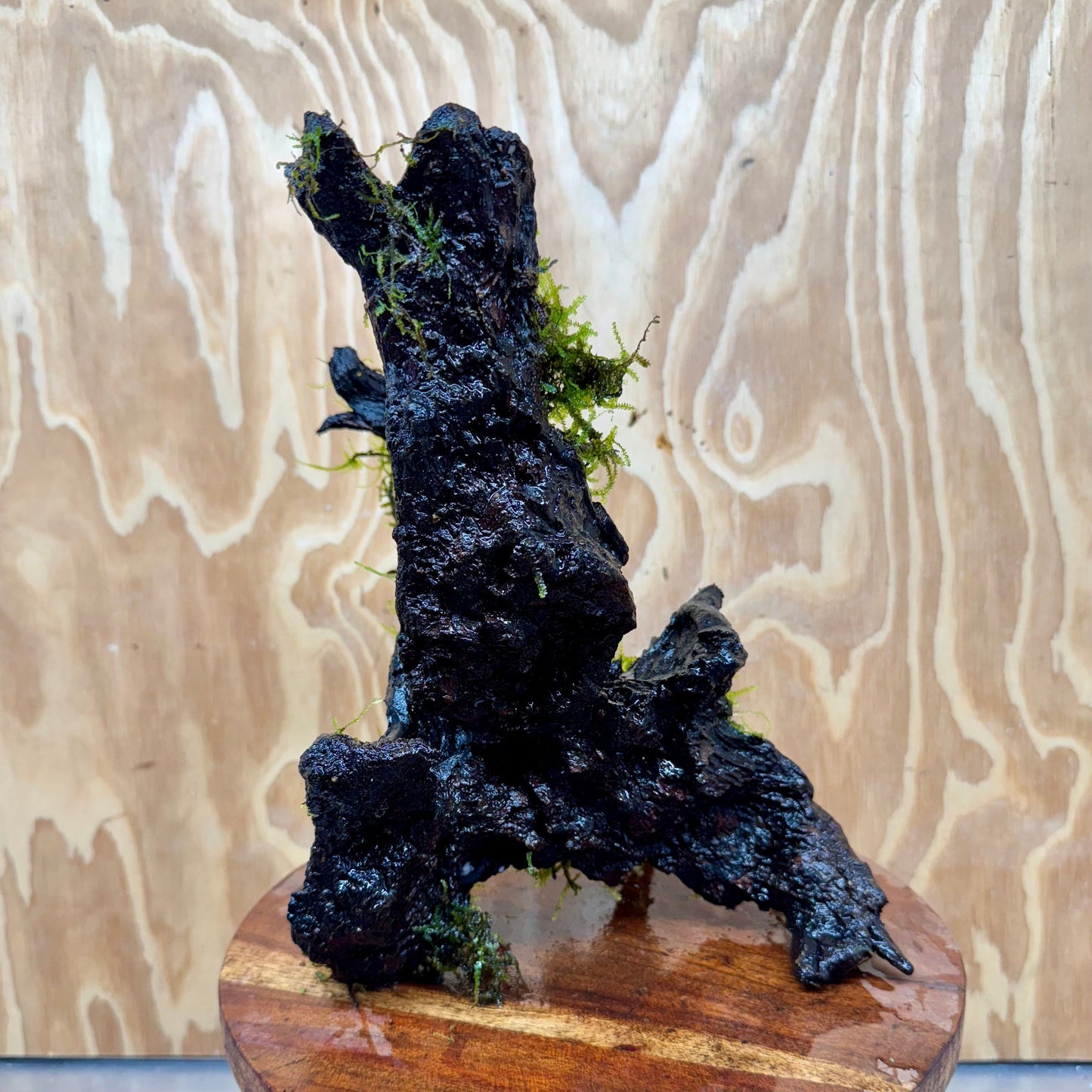 Scapeshop.com.au One Only Amazing Fontinalis Log - Large (Java Moss) - One Only Amazing Fontinalis Log - Large (Java Moss) - One Only