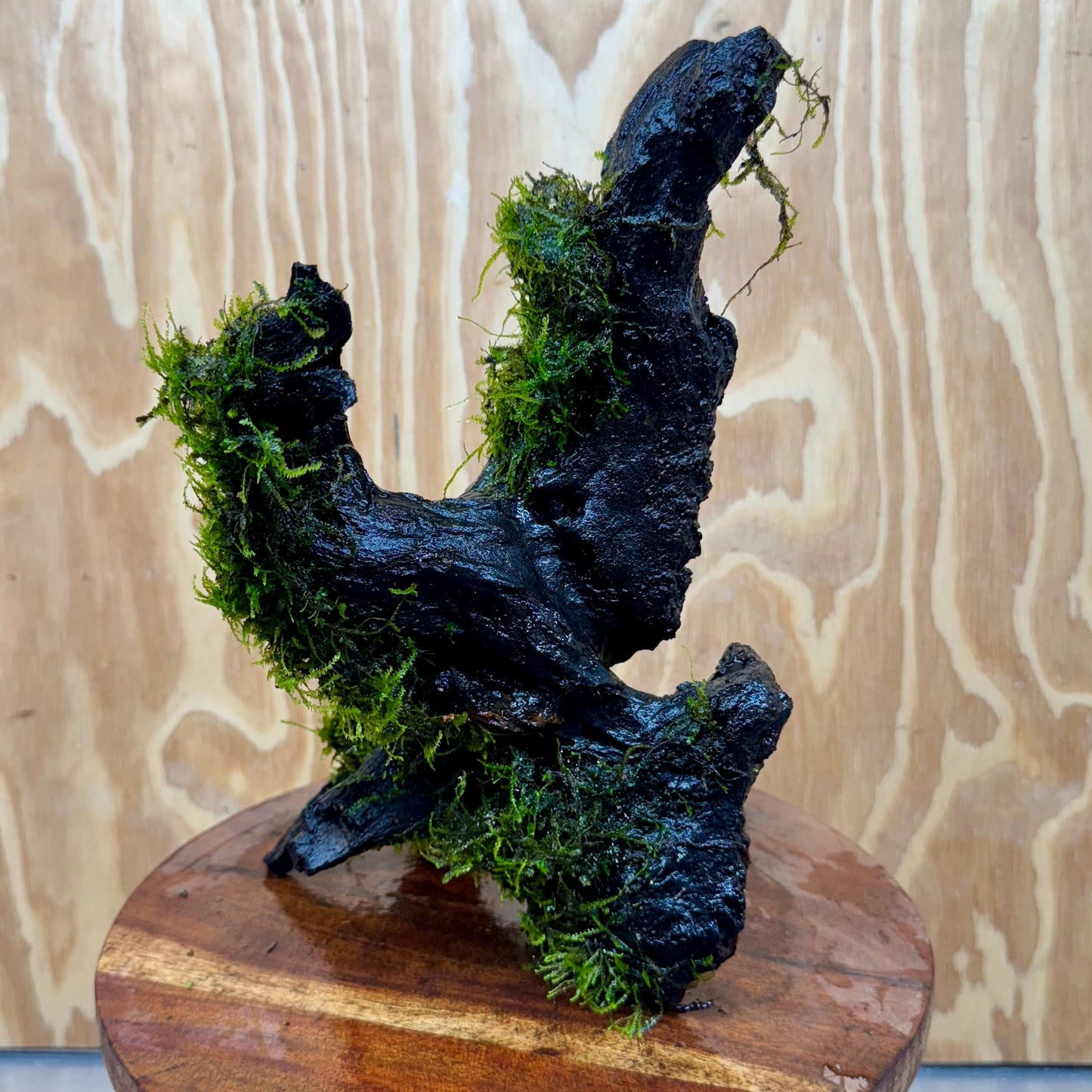 Scapeshop.com.au One Only Amazing Fontinalis Log - Large (Java Moss) - One Only Amazing Fontinalis Log - Large (Java Moss) - One Only