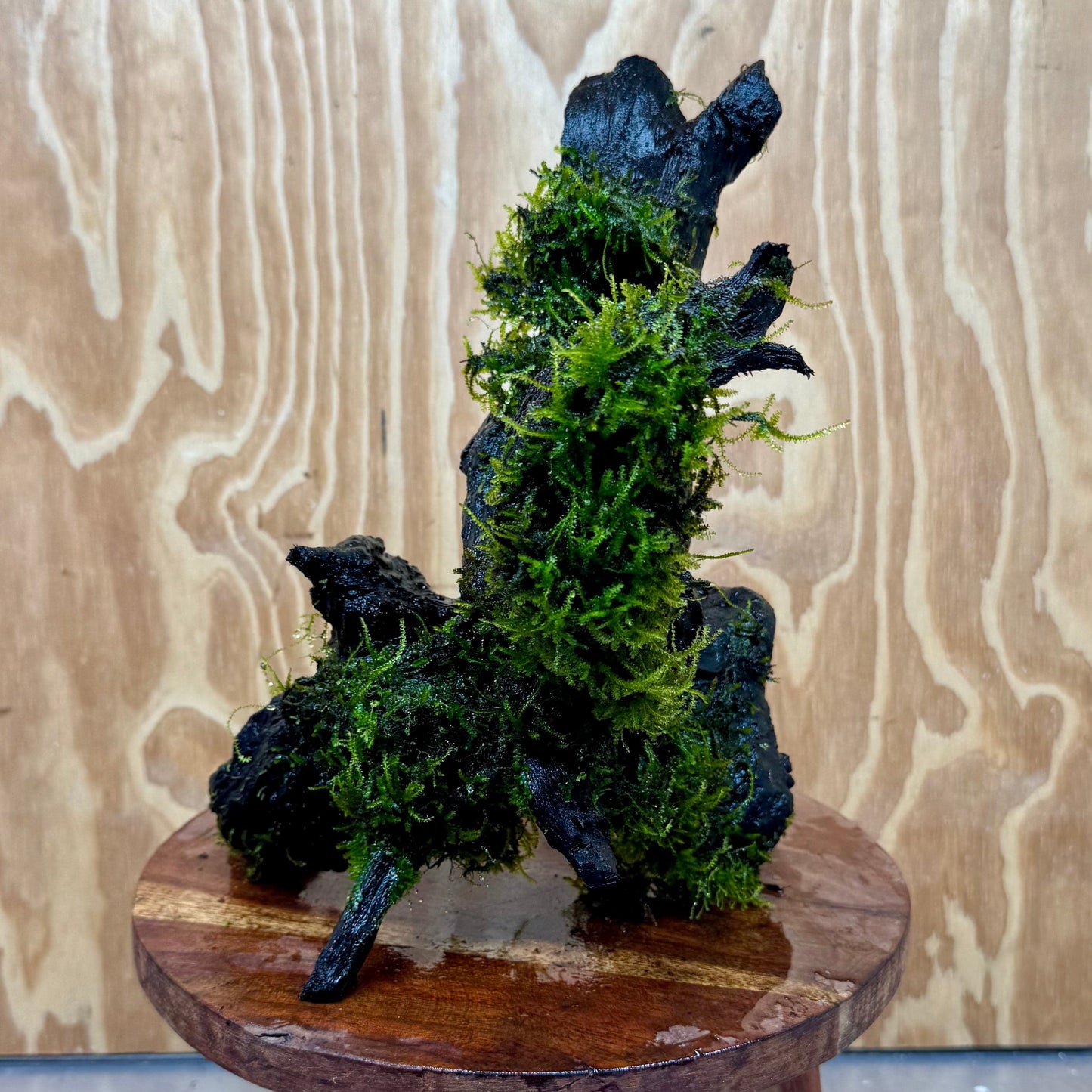 Scapeshop.com.au One Only Amazing Fontinalis Log - Large (Java Moss) - One Only Amazing Fontinalis Log - Large (Java Moss) - One Only