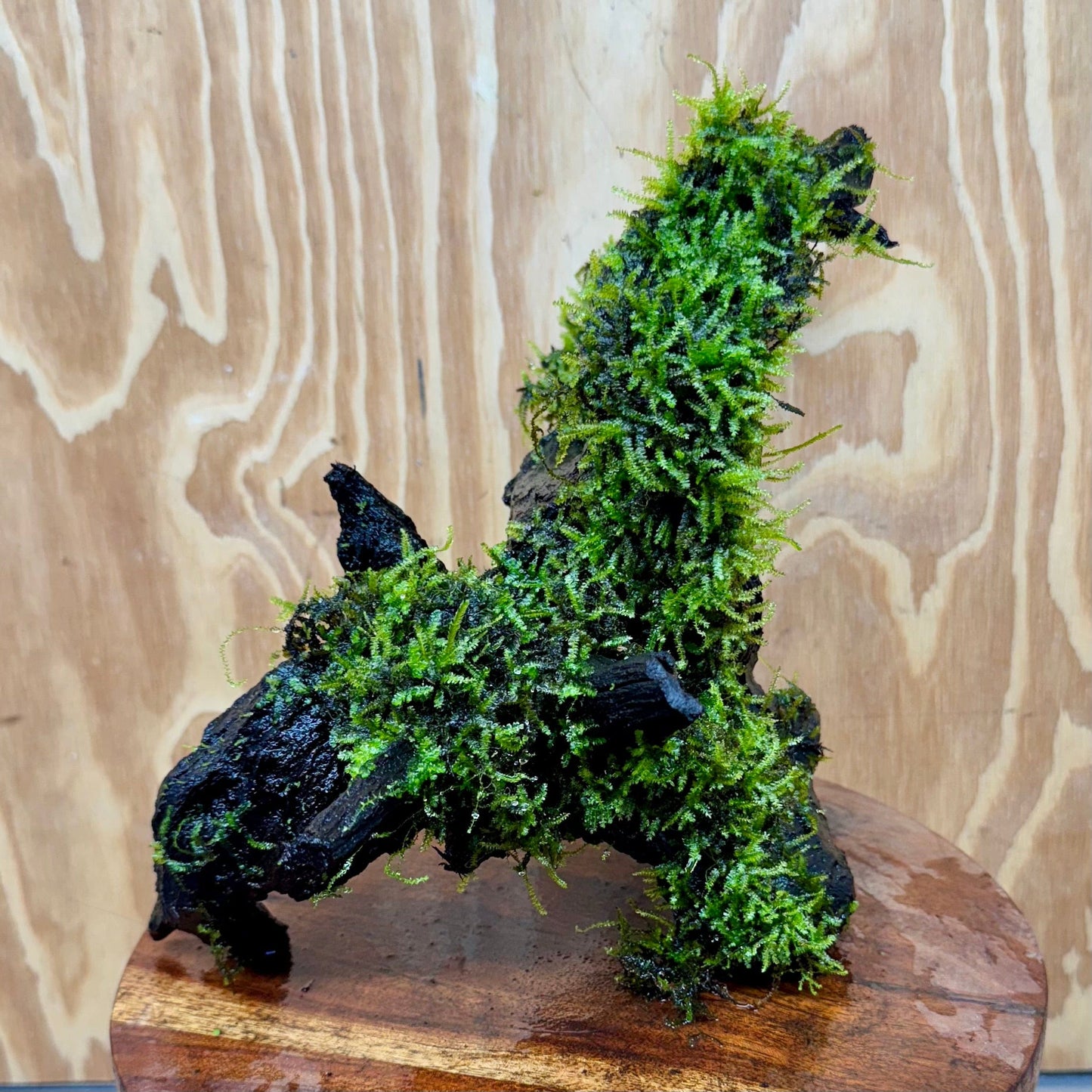 Scapeshop.com.au One Only Amazing Fontinalis Log - Large (Java Moss) - One Only Amazing Fontinalis Log - Large (Java Moss) - One Only