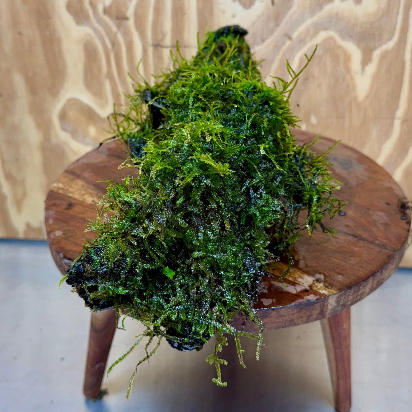 Scapeshop.com.au One Only Amazing Fontinalis Log - Large (Java Moss) - One Only Amazing Fontinalis Log - Large (Java Moss) - One Only