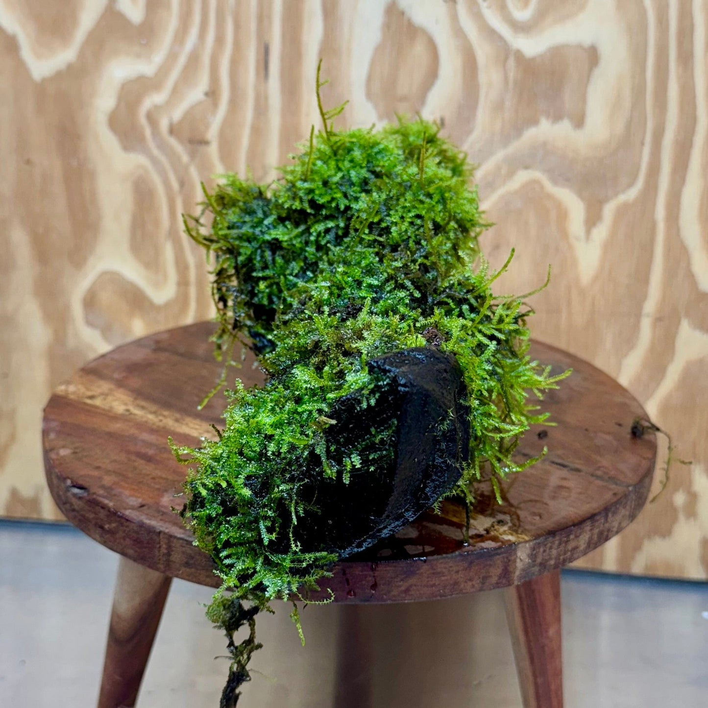 Scapeshop.com.au One Only Amazing Fontinalis Log - Large (Java Moss) - One Only Amazing Fontinalis Log - Large (Java Moss) - One Only