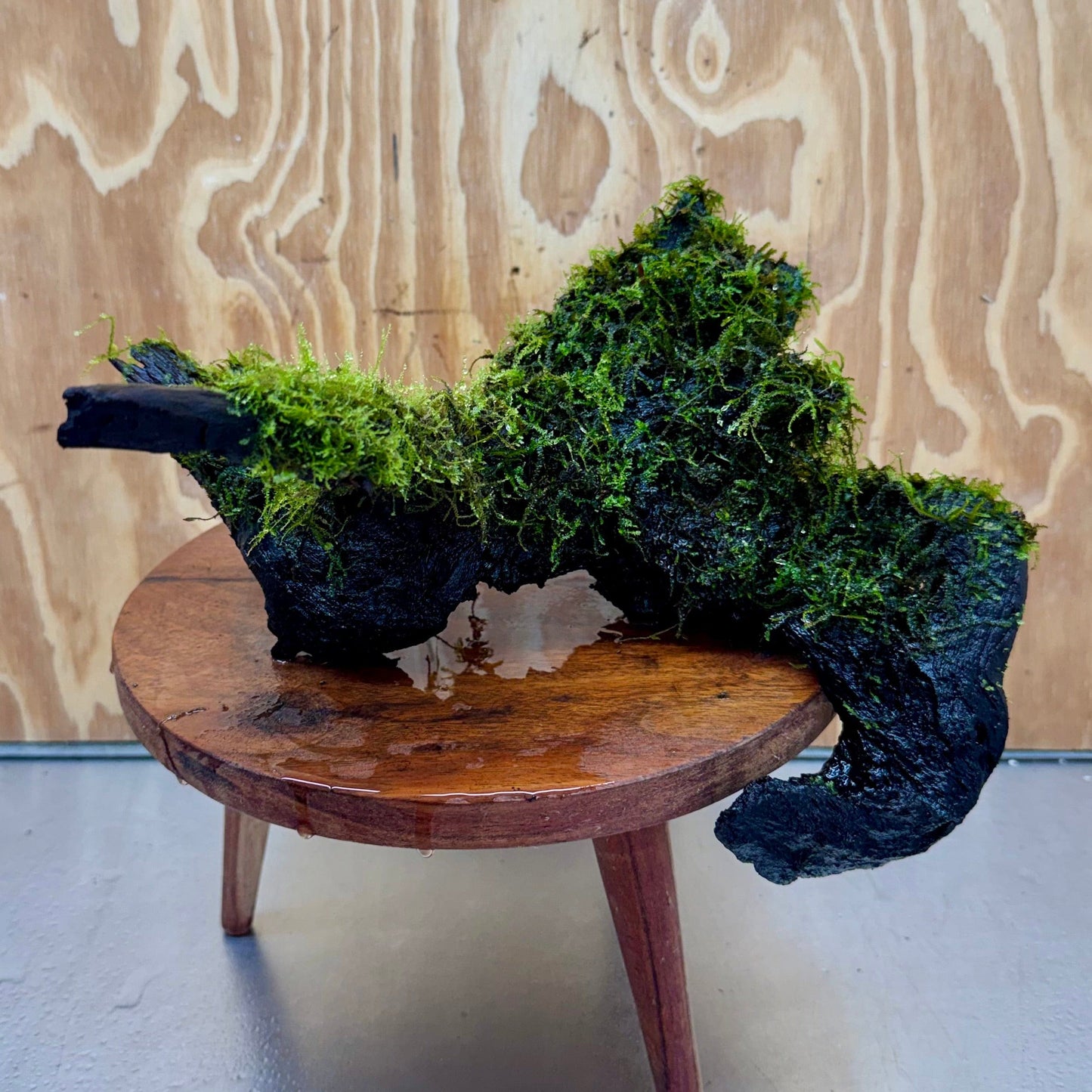 Scapeshop.com.au One Only Amazing Fontinalis Log - Large (Java Moss) - One Only Amazing Fontinalis Log - Large (Java Moss) - One Only