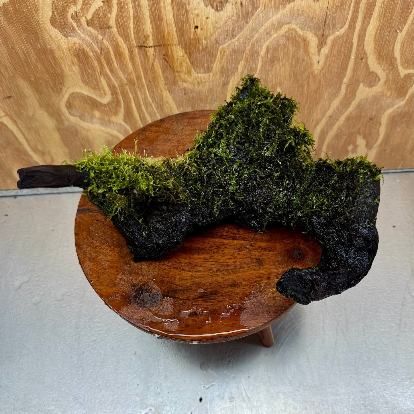 Scapeshop.com.au One Only Amazing Fontinalis Log - Large (Java Moss) - One Only Amazing Fontinalis Log - Large (Java Moss) - One Only