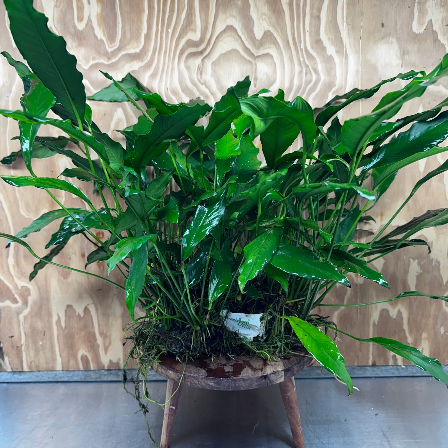 Pisces Enterprises One Only Anubias Afzelli Mother Plant - Extra-special, Advanced Plant - One Only Choose this Anubias Afzelli Mother Aquarium Plant at Scapeshop Australia