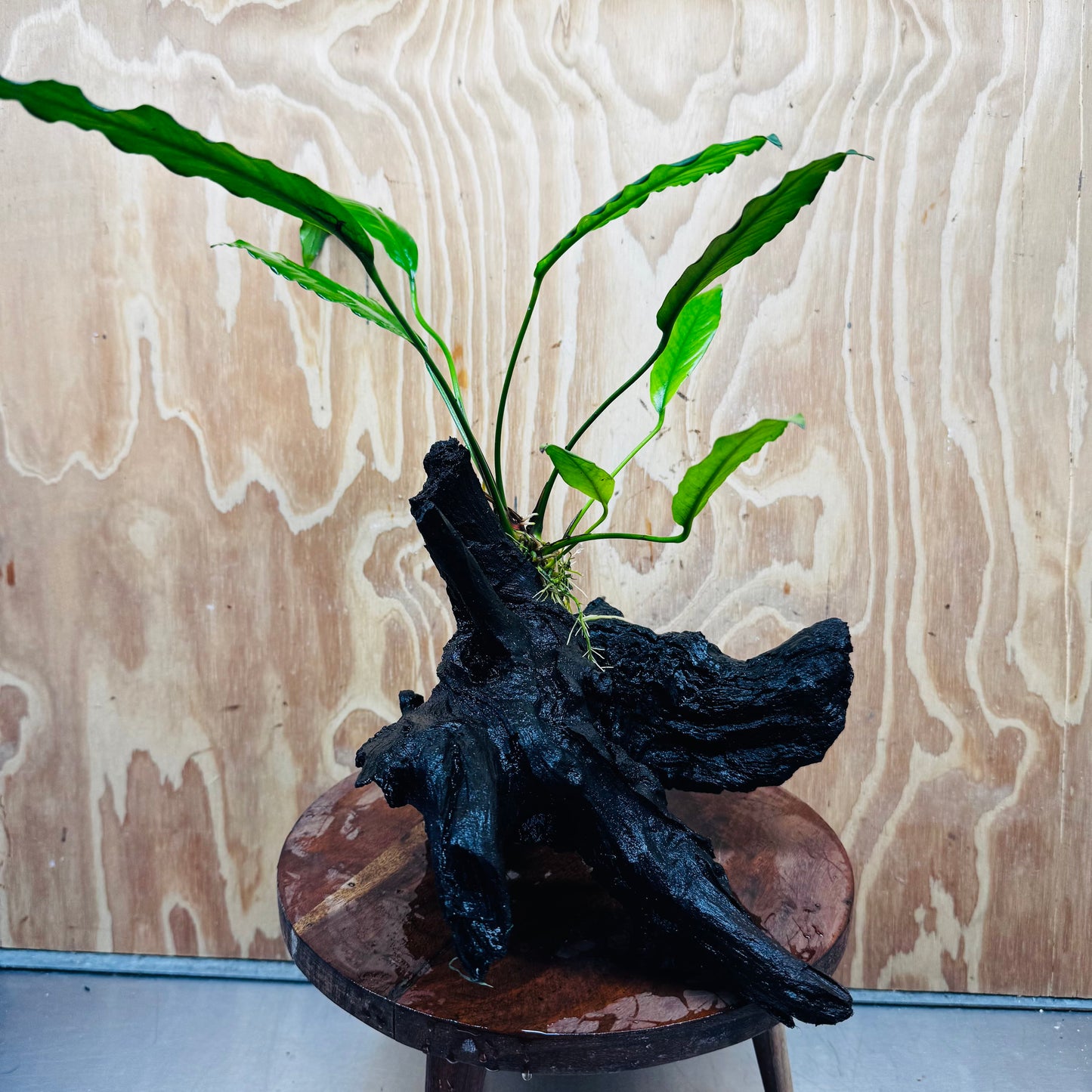 Pisces Enterprises One Only Anubias 'Afzelli' on Large Driftwood Creation - ONE ONLY Anubias Afzelli on Large Driftwood - One Only (B) Scapeshop Australia