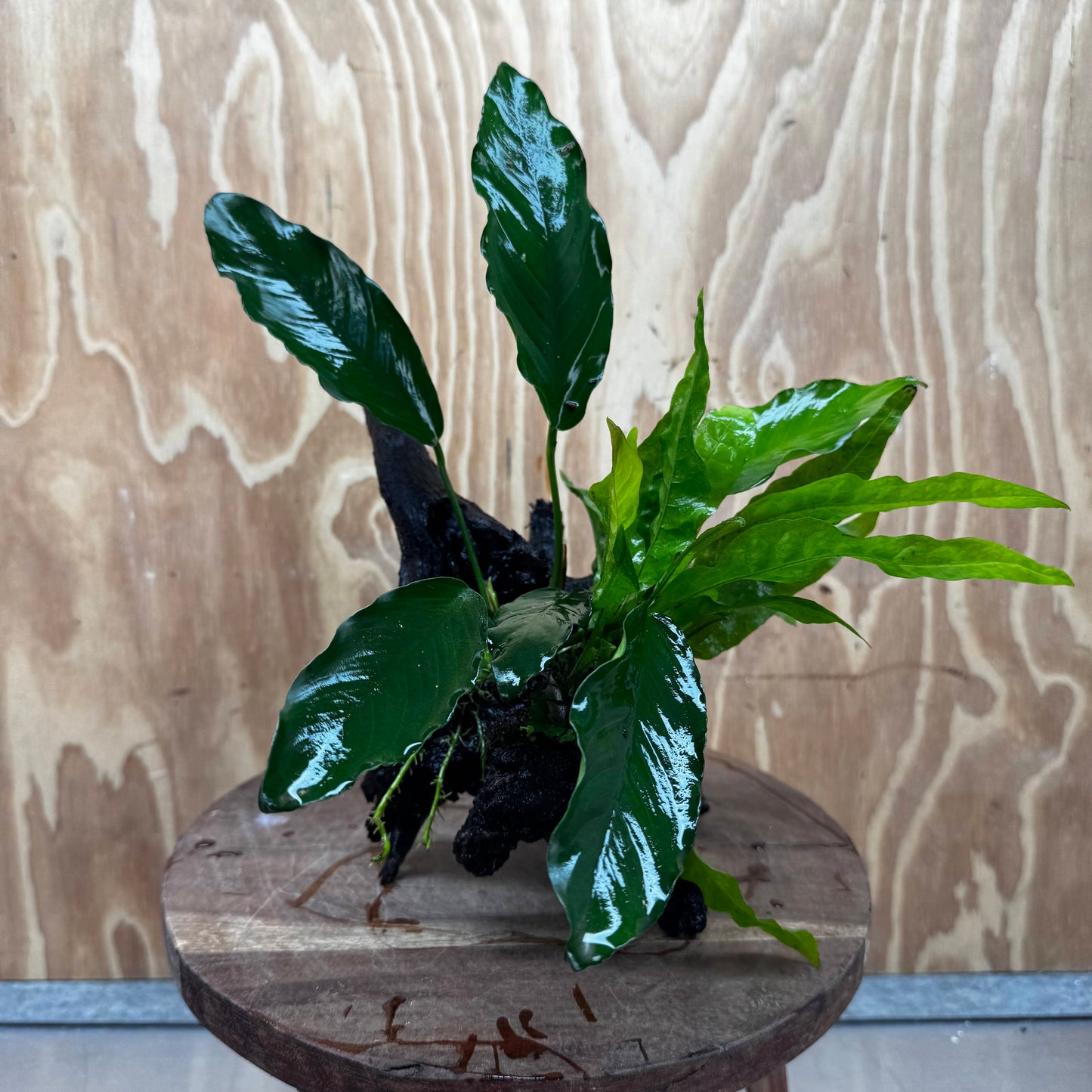 Scapeshop.com.au One Only Anubias Angela & Microsorum 'Indo'(Java Fern) Driftwood Creation - One Only - Happy Anubias Angela & Microsorum 'Indo'(Java Fern) Driftwood Creation - One Only - Happy