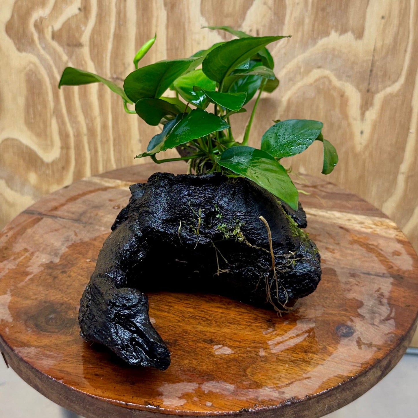 Pisces Enterprises One Only Anubias 'Angela' on Medium Driftwood Creation - One Only - Dramatic Anubias Angela on Medium Driftwood - ONE ONLY - Scapeshop Australia