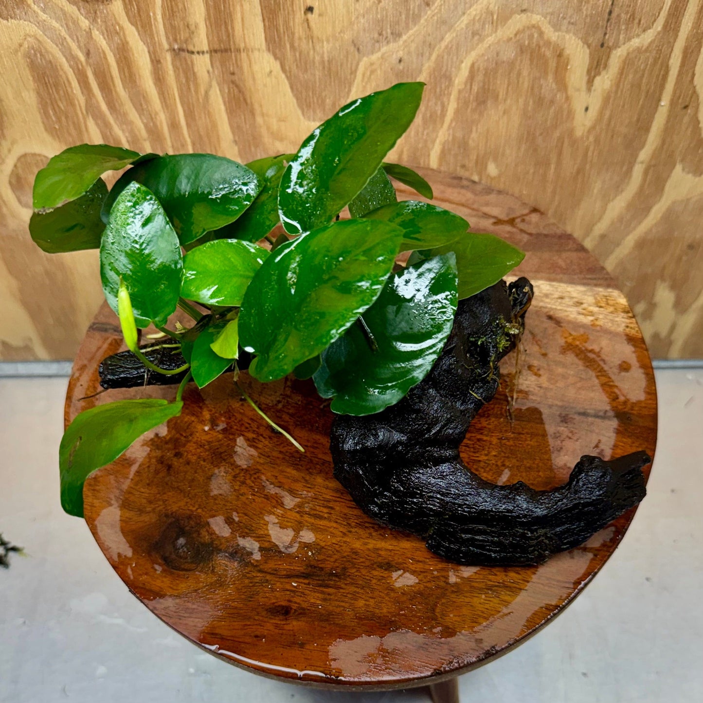 Pisces Enterprises One Only Anubias 'Angela' on Medium Driftwood Creation - One Only - Dramatic Anubias Angela on Medium Driftwood - ONE ONLY - Scapeshop Australia