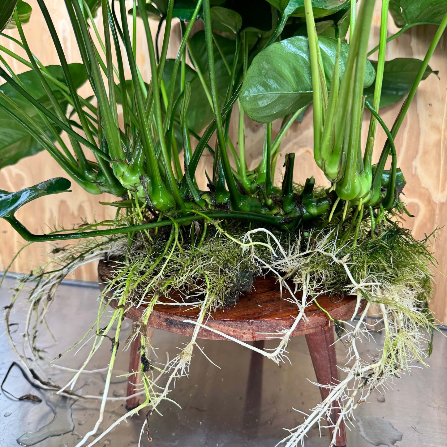 Pisces Enterprises One Only Anubias Barteri Big Daddy Plant - Extra-special, Advanced Plant - One Only Anubias Big Daddy Plants - Aquarium Plants Australia Scapeshop