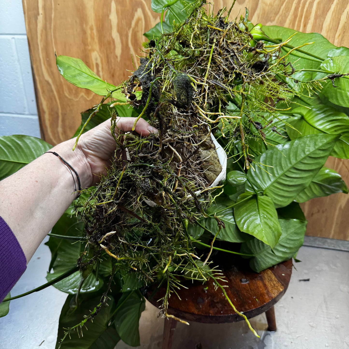 Pisces Enterprises One Only Anubias Barteri Mother Plant - Extra-special, Advanced Plant - One Only Buy this Anubias Barteri Mother Plant - Scapeshop Aquarium Australia