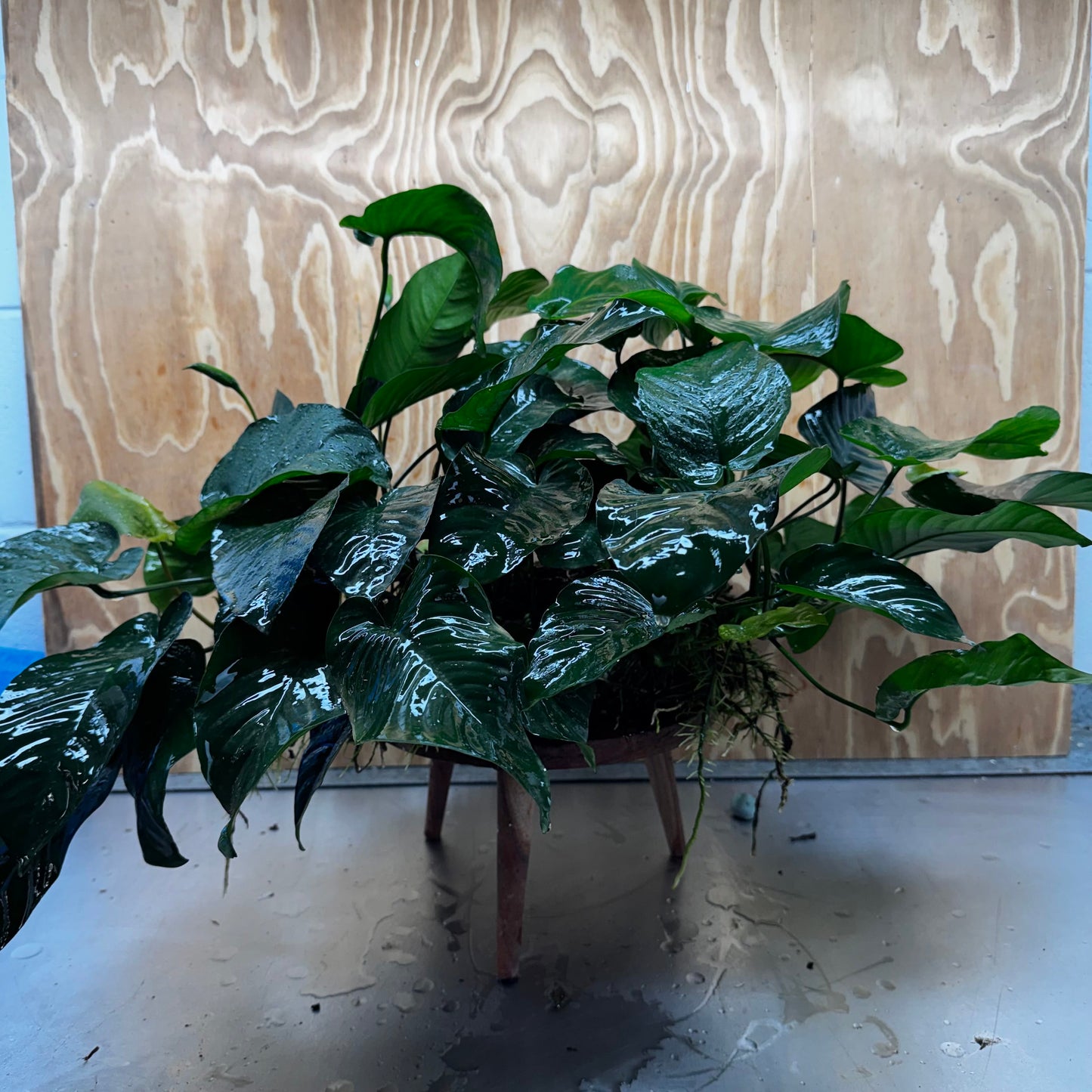 Pisces Enterprises One Only Anubias Barteri Mother Plant - Extra-special, Advanced Plant - One Only Buy this Anubias Barteri Mother Plant - Scapeshop Aquarium Australia
