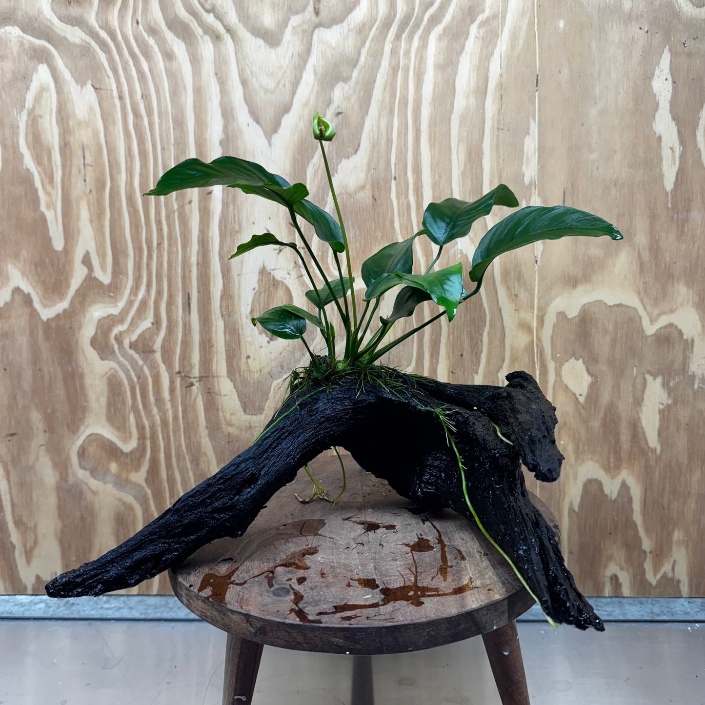 Pisces Enterprises One Only Anubias 'Barteri Old Type' on Large Driftwood Creation - ONE ONLY Fabulous Anubias Paco on Large Driftwood - One Only (B) Scapeshop Australia