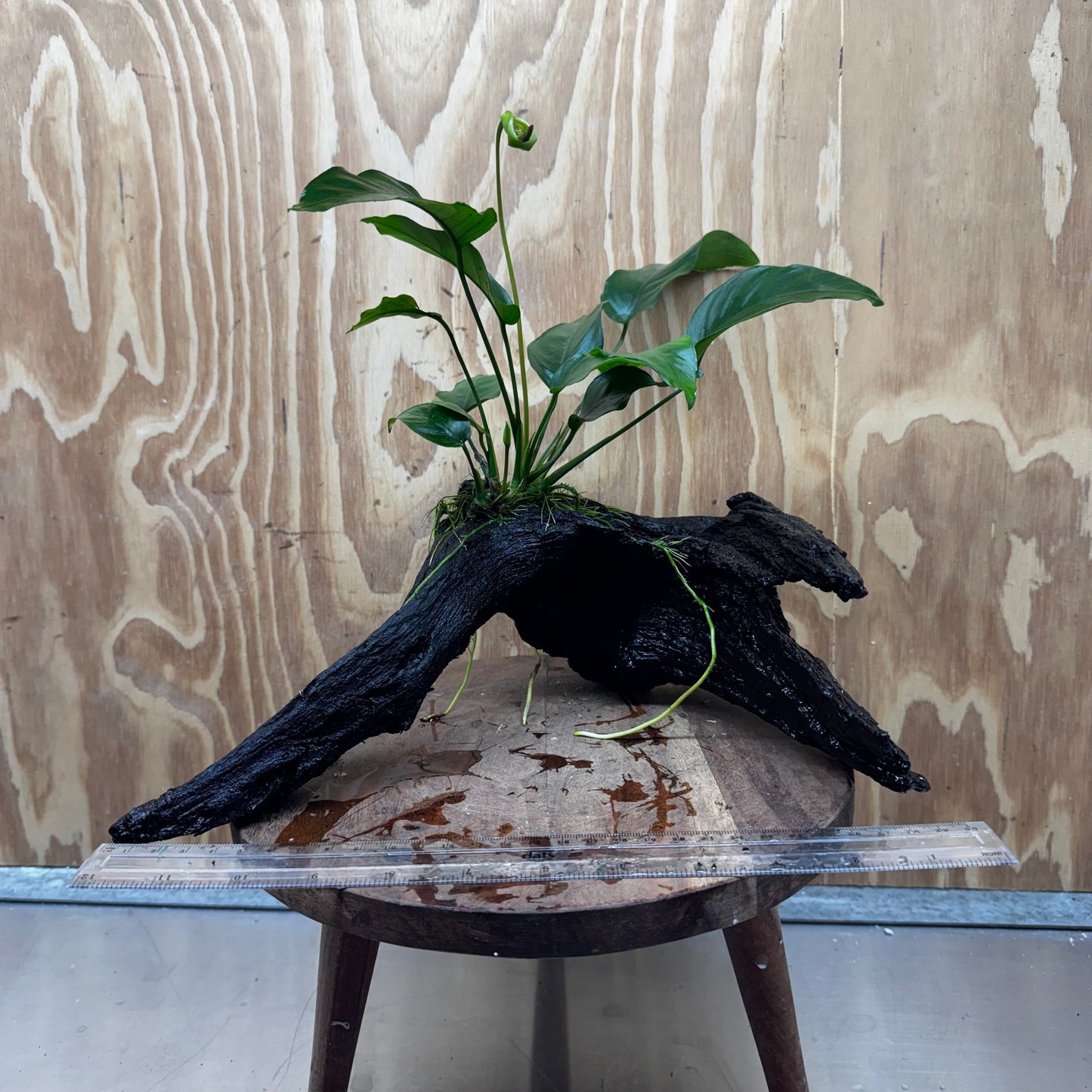 Pisces Enterprises One Only Anubias 'Barteri Old Type' on Large Driftwood Creation - ONE ONLY Fabulous Anubias Paco on Large Driftwood - One Only (B) Scapeshop Australia