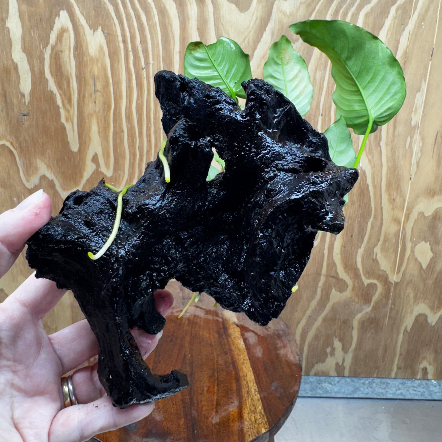 Pisces Enterprises One Only Anubias 'Barteri old type' on Medium Driftwood Creation - ONE ONLY - Awesome Buy Anubias Barteri on Medium Driftwood - One Only Awesome Scapeshop