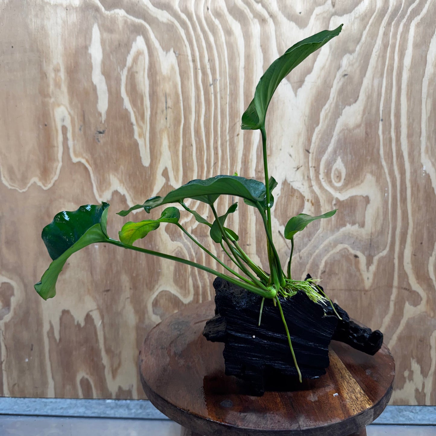 Pisces Enterprises One Only Anubias 'Barteri old type' on Medium Driftwood Creation - ONE ONLY - Awesome Buy Anubias Barteri on Medium Driftwood - One Only Awesome Scapeshop