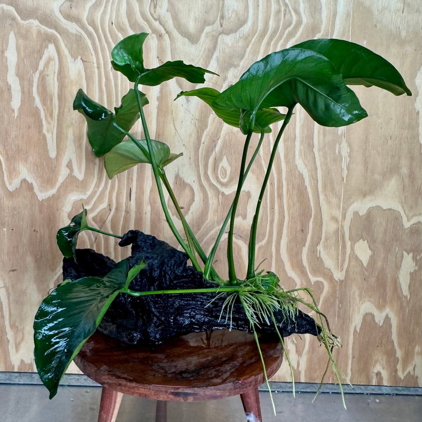 Pisces Enterprises One Only Anubias 'Barteri' on Extra-Large Driftwood Creation - ONE ONLY Anubias Barteri on Extra-Large Driftwood - One Only Scapeshop Australia