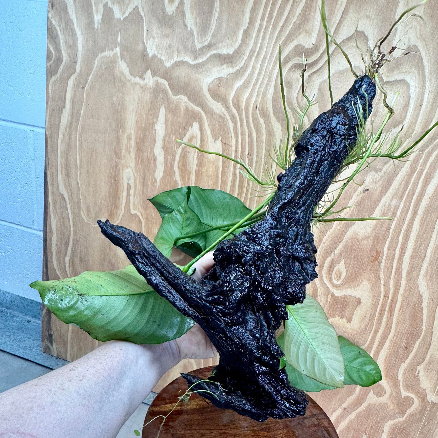 Pisces Enterprises One Only Anubias 'Barteri' on Extra-Large Driftwood Creation - ONE ONLY Anubias Barteri on Extra-Large Driftwood - One Only Scapeshop Australia