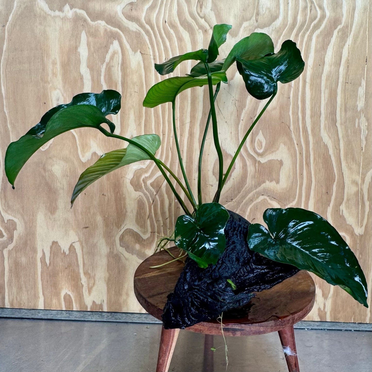 Pisces Enterprises One Only Anubias 'Barteri' on Extra-Large Driftwood Creation - ONE ONLY Anubias Barteri on Extra-Large Driftwood - One Only Scapeshop Australia