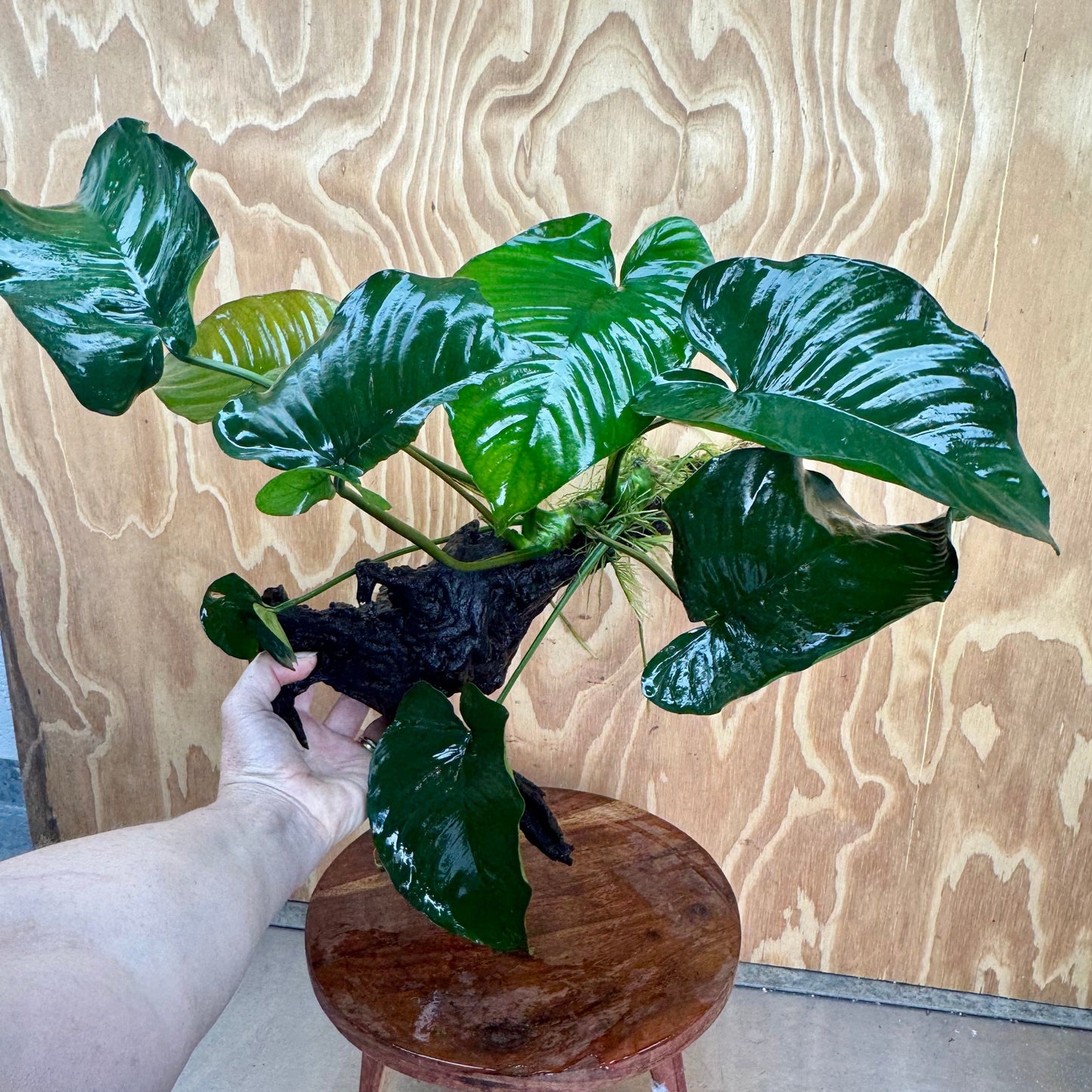 Pisces Enterprises One Only Anubias 'Barteri' on Extra-Large Driftwood Creation - ONE ONLY Anubias Barteri on Extra-Large Driftwood - One Only Scapeshop Australia