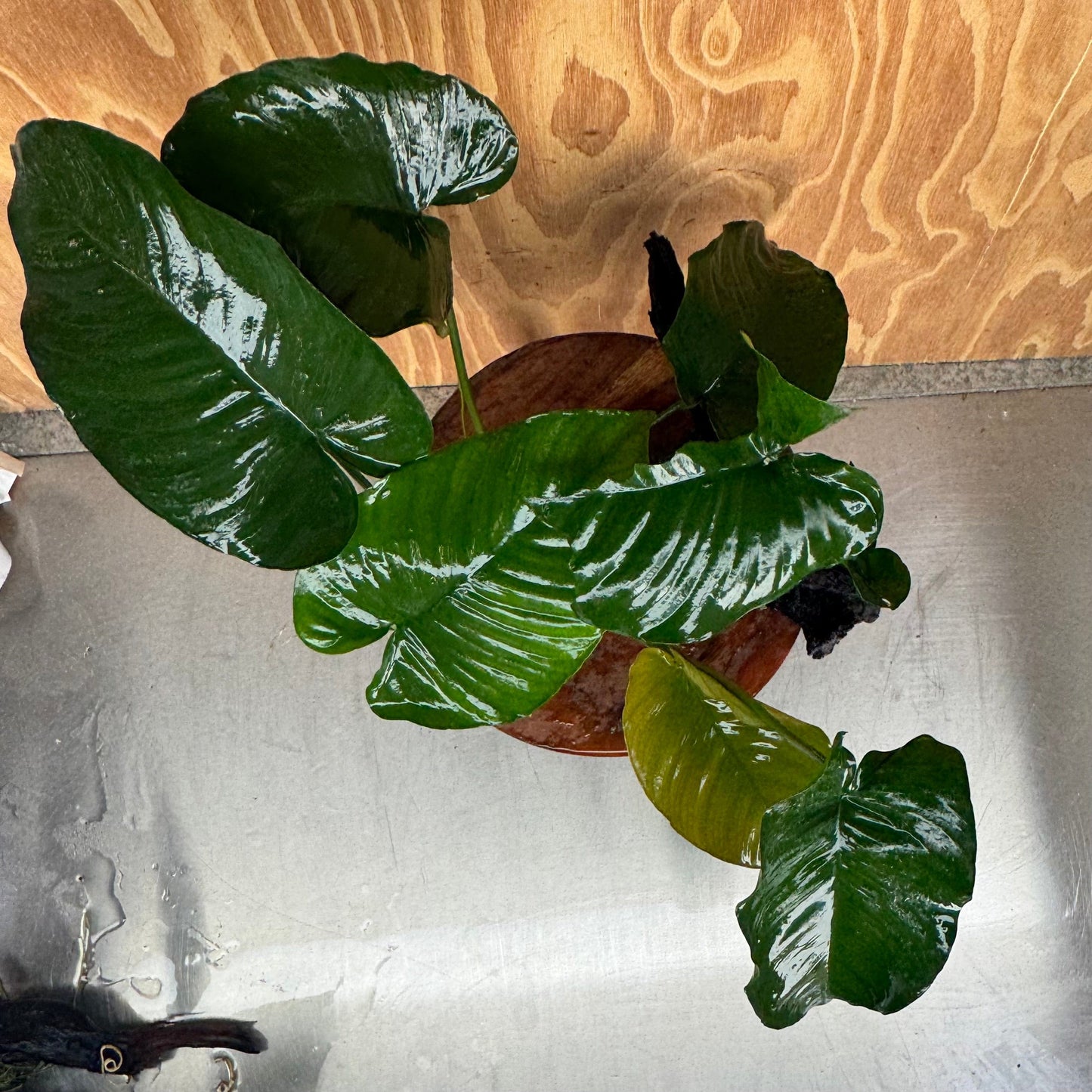 Pisces Enterprises One Only Anubias 'Barteri' on Extra-Large Driftwood Creation - ONE ONLY Anubias Barteri on Extra-Large Driftwood - One Only Scapeshop Australia