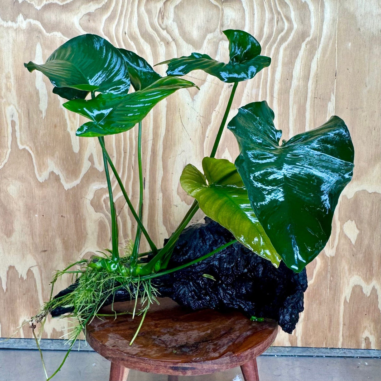 Pisces Enterprises One Only Anubias 'Barteri' on Extra-Large Driftwood Creation - ONE ONLY Anubias Barteri on Extra-Large Driftwood - One Only Scapeshop Australia