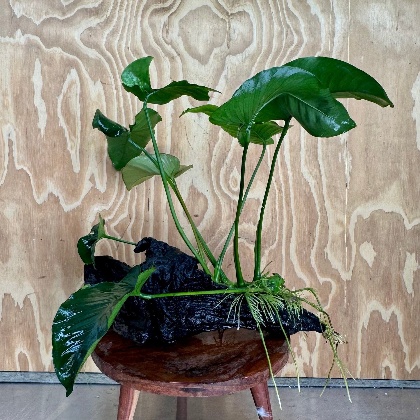 Pisces Enterprises One Only Anubias 'Barteri' on Extra-Large Driftwood Creation - ONE ONLY Anubias Barteri on Extra-Large Driftwood - One Only Scapeshop Australia