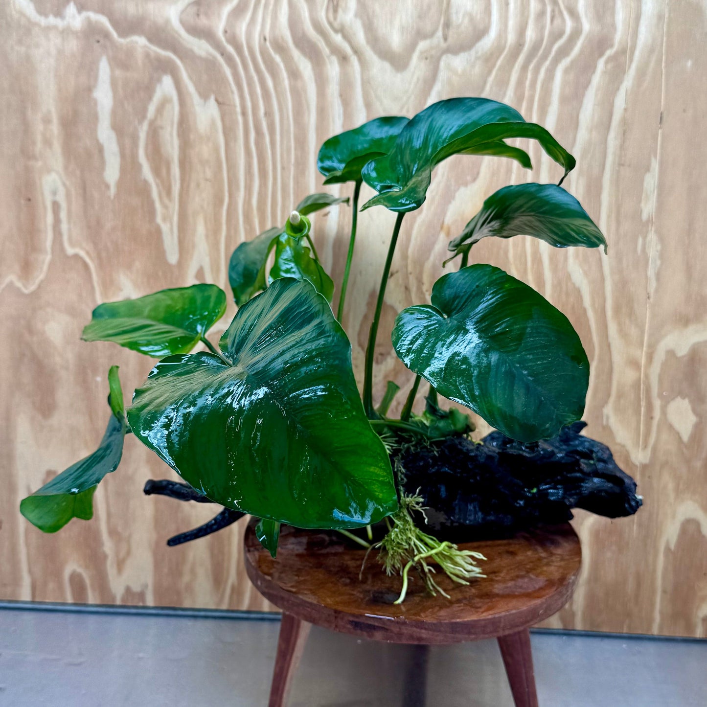 Pisces Enterprises One Only Anubias 'Barteri' on Extra-Large Driftwood Creation - ONE ONLY Anubias Barteri on Extra-Large Driftwood - One Only Scapeshop Australia