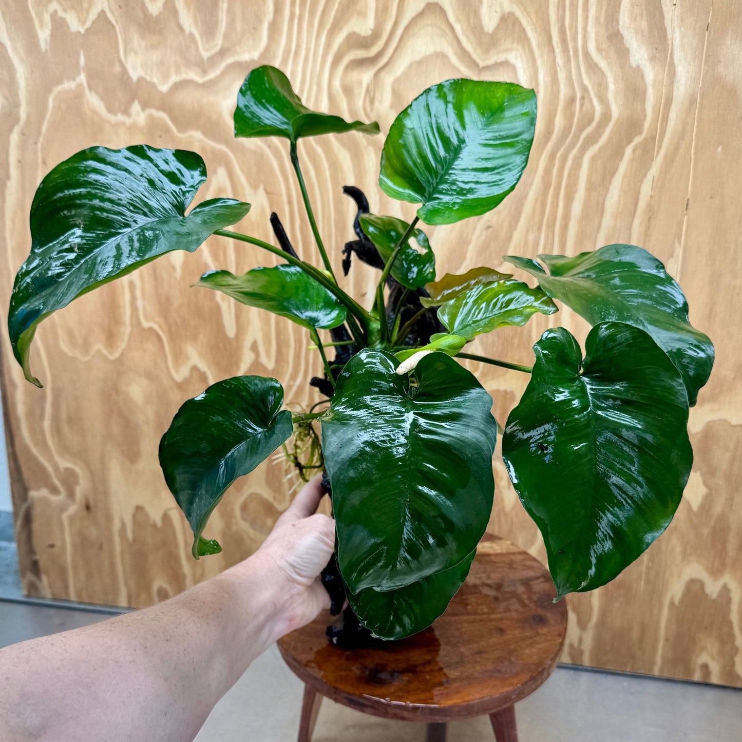 Pisces Enterprises One Only Anubias 'Barteri' on Extra-Large Driftwood Creation - ONE ONLY Anubias Barteri on Extra-Large Driftwood - One Only Scapeshop Australia