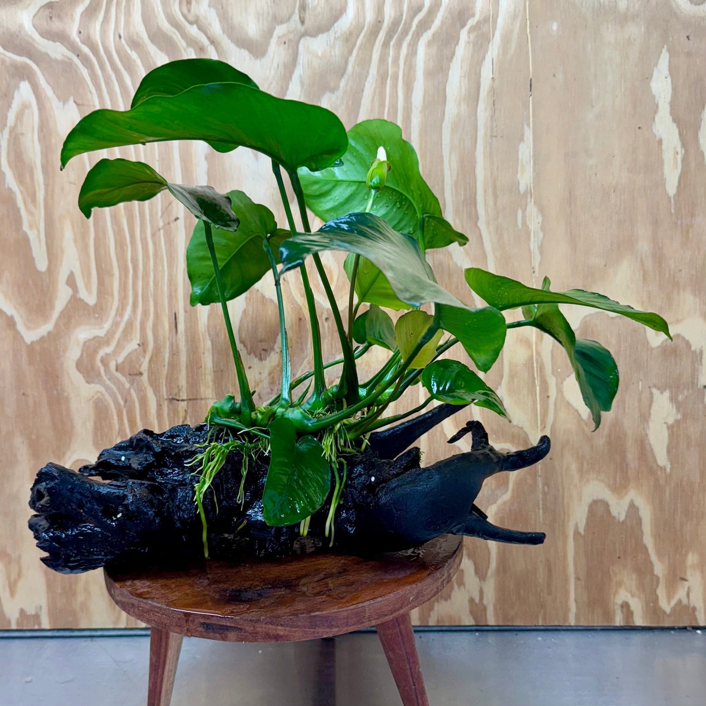 Pisces Enterprises One Only Anubias 'Barteri' on Extra-Large Driftwood Creation - ONE ONLY Anubias Barteri on Extra-Large Driftwood - One Only Scapeshop Australia