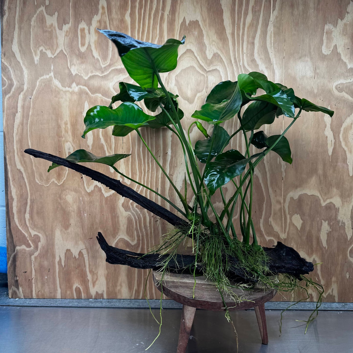 Pisces Enterprises One Only Anubias 'Barteri' on Extra-Large Driftwood Creation - ONE ONLY Anubias Barteri on Extra-Large Driftwood - One Only Scapeshop Australia
