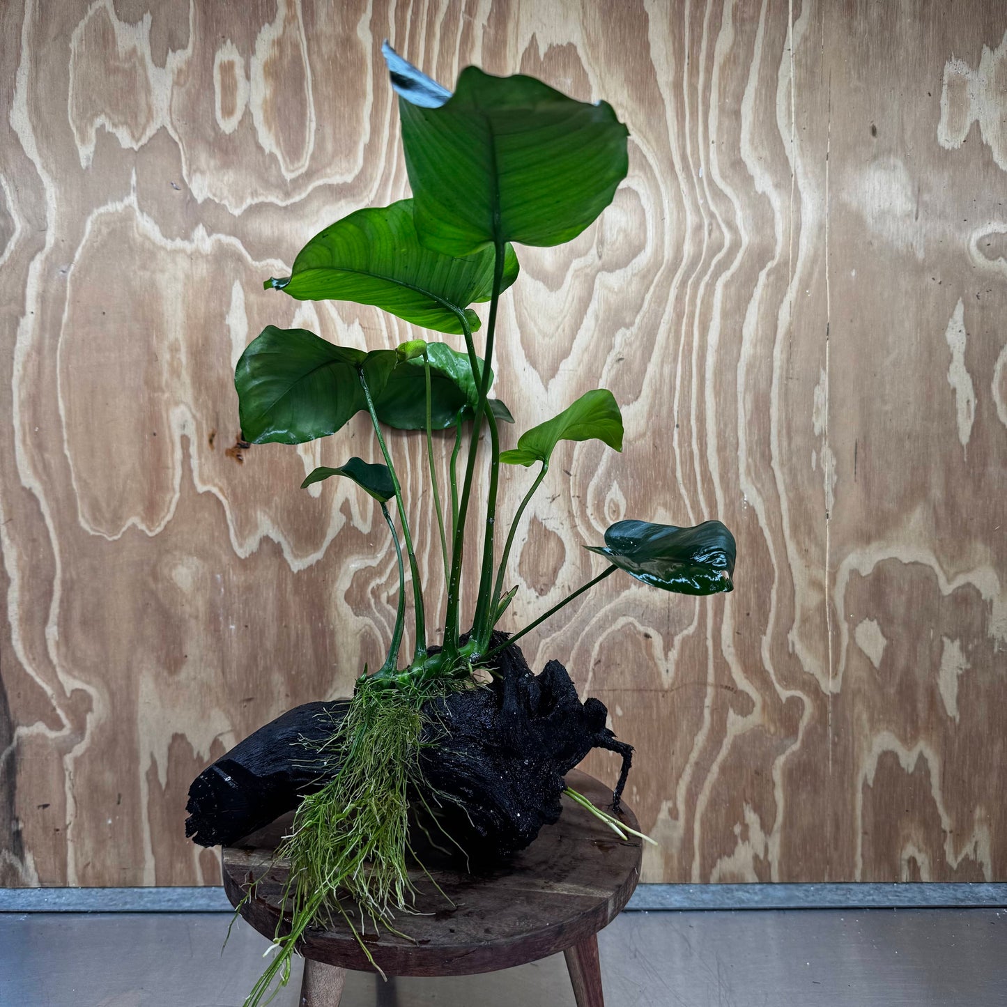 Pisces Enterprises One Only Anubias 'Barteri' on Large Driftwood Creation - ONE ONLY Fabulous Choose from Photos of Anubias Barteri on Large Driftwood - One Only