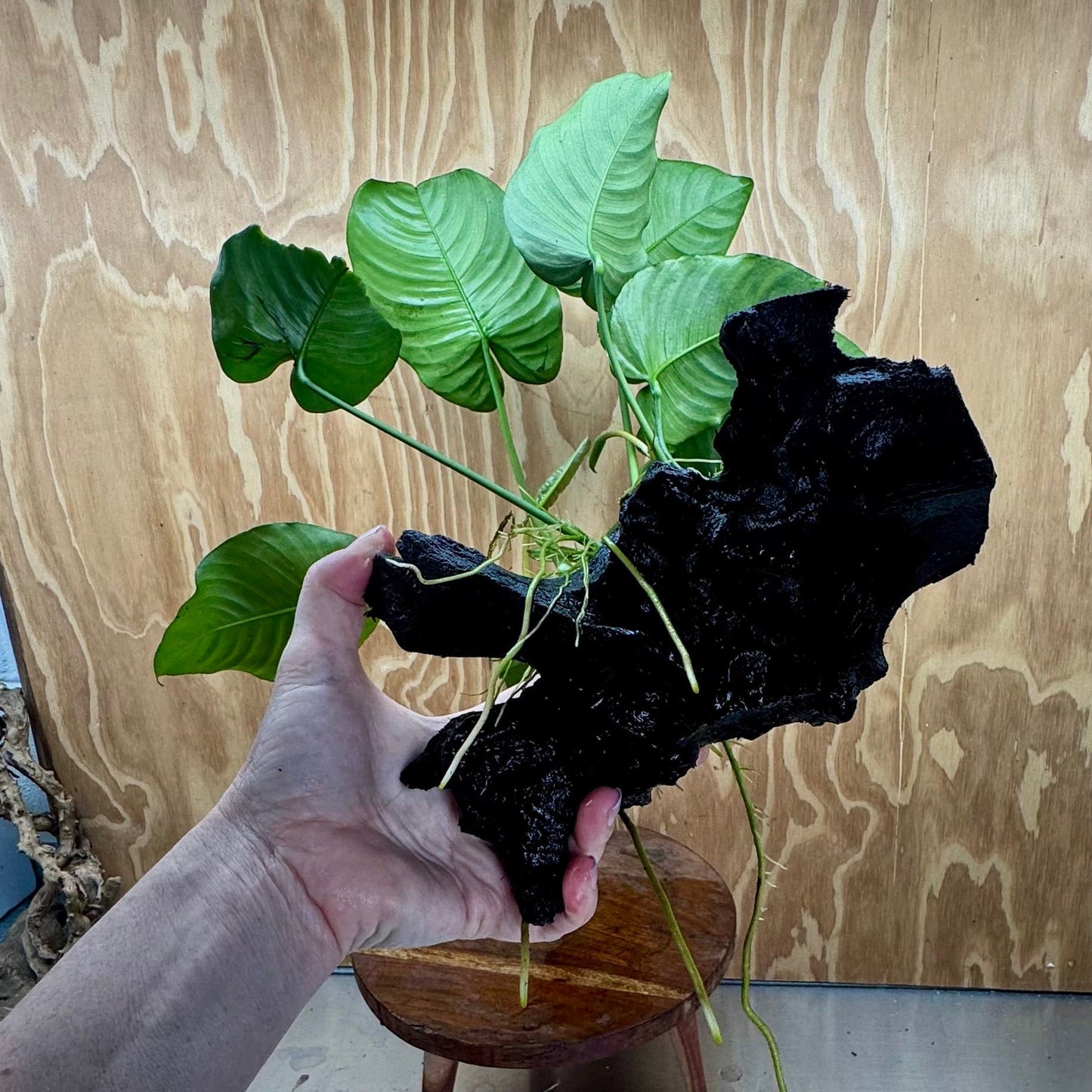 Scapeshop.com.au One Only Anubias 'Barteri' on Large Driftwood Creation - One Only - Strong Anubias Jenny on Medium Driftwood - ONE ONLY - Scapeshop
