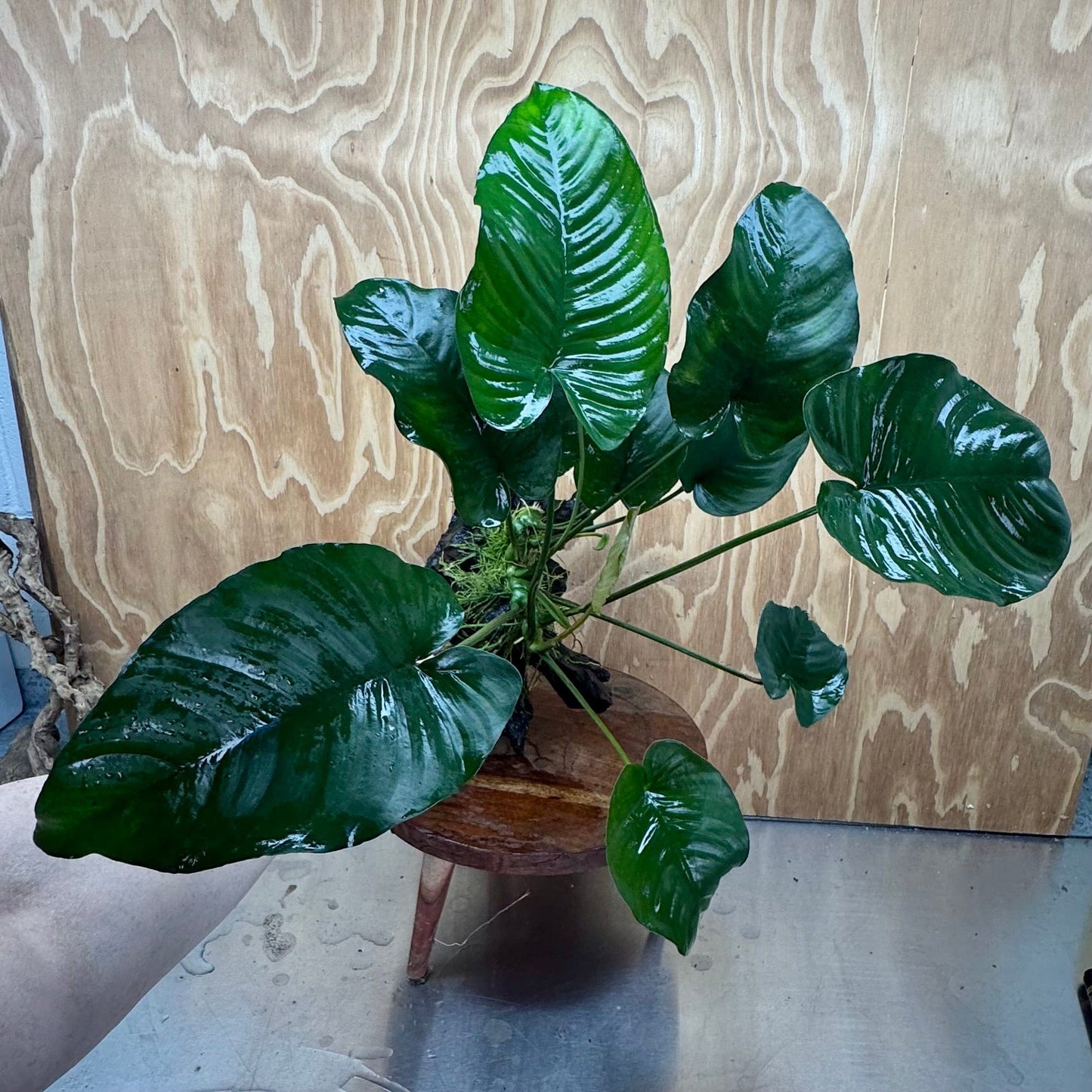 Scapeshop.com.au One Only Anubias 'Barteri' on Large Driftwood Creation - One Only - Strong Anubias Jenny on Medium Driftwood - ONE ONLY - Scapeshop