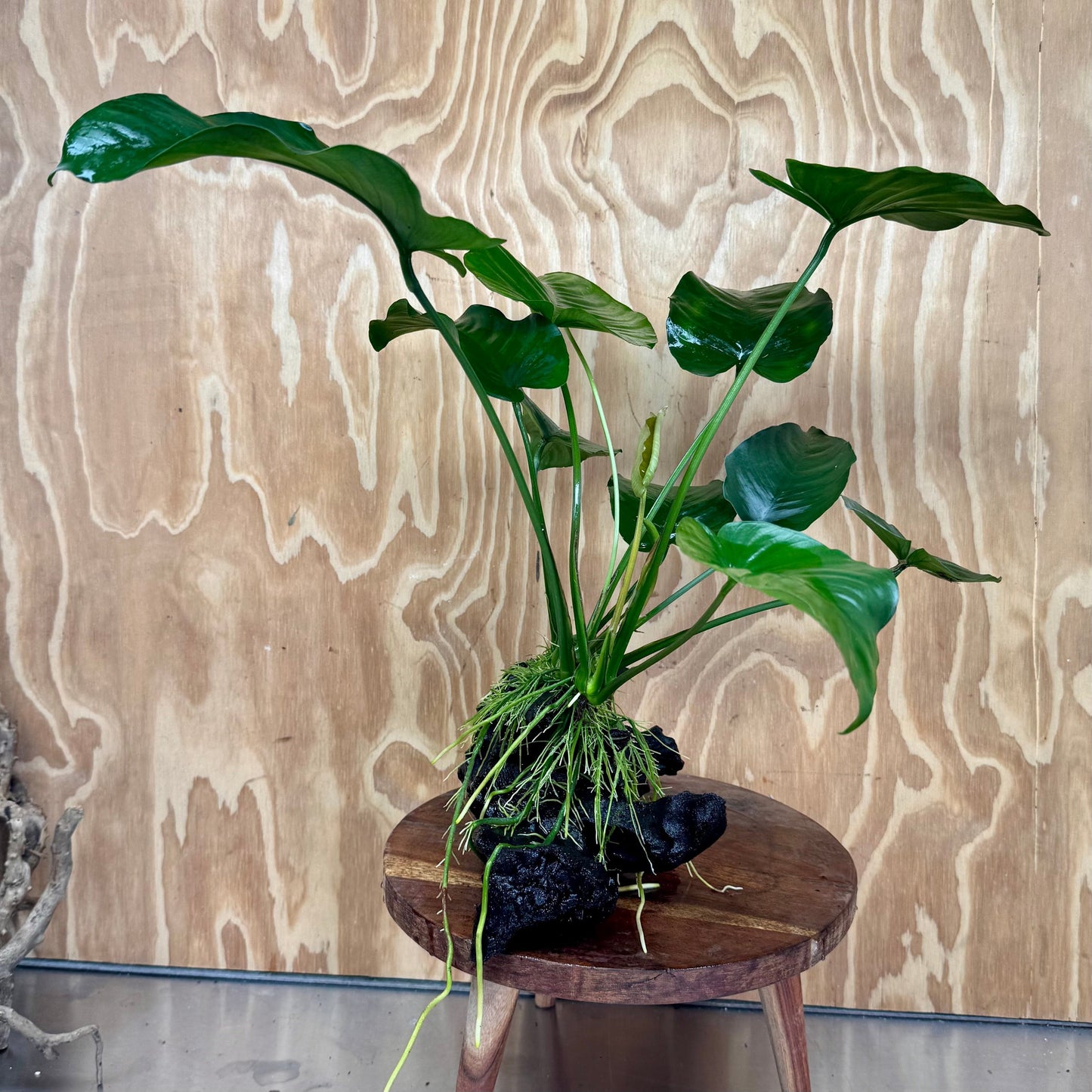 Scapeshop.com.au One Only Anubias 'Barteri' on Large Driftwood Creation - One Only - Strong Anubias Jenny on Medium Driftwood - ONE ONLY - Scapeshop