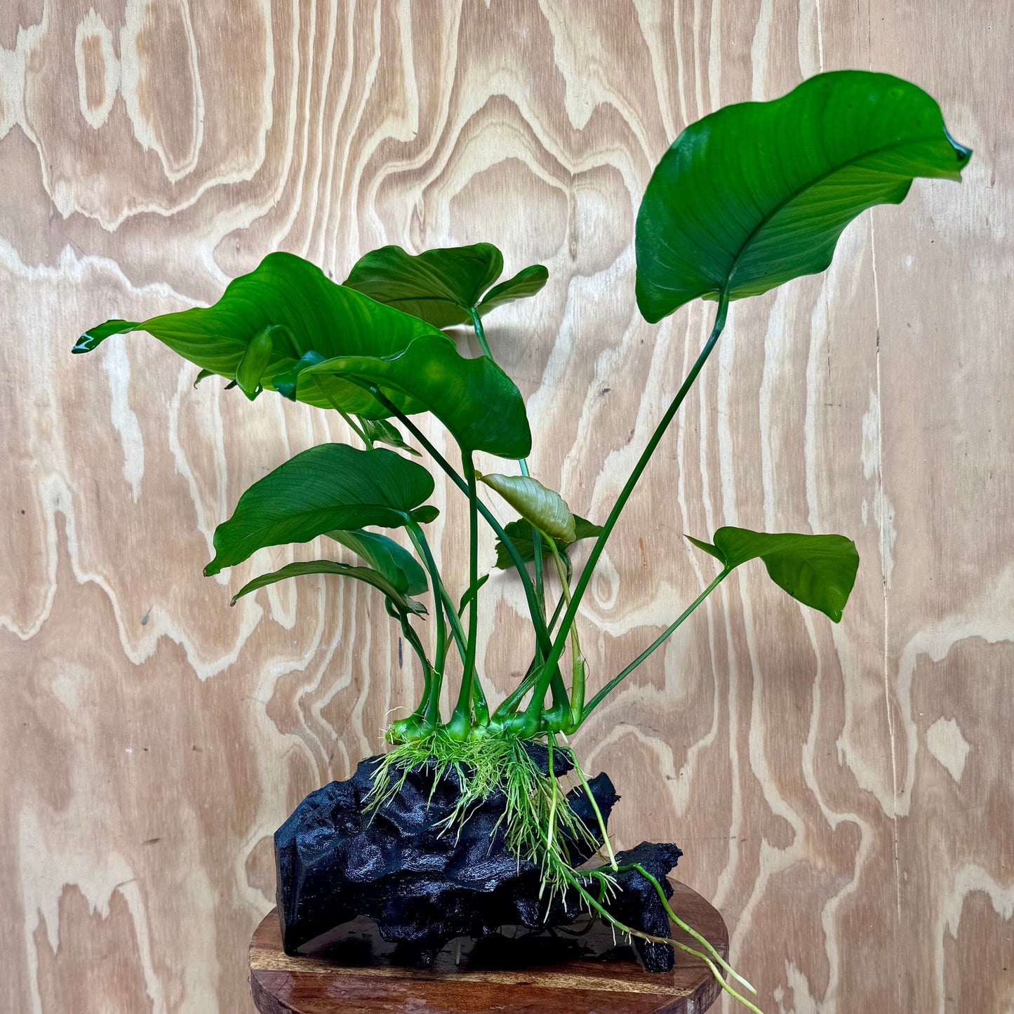 Scapeshop.com.au One Only Anubias 'Barteri' on Large Driftwood Creation - One Only - Strong Anubias Jenny on Medium Driftwood - ONE ONLY - Scapeshop