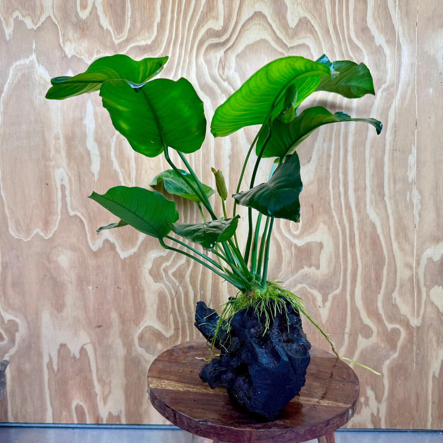 Scapeshop.com.au One Only Anubias 'Barteri' on Large Driftwood Creation - One Only - Strong Anubias Jenny on Medium Driftwood - ONE ONLY - Scapeshop