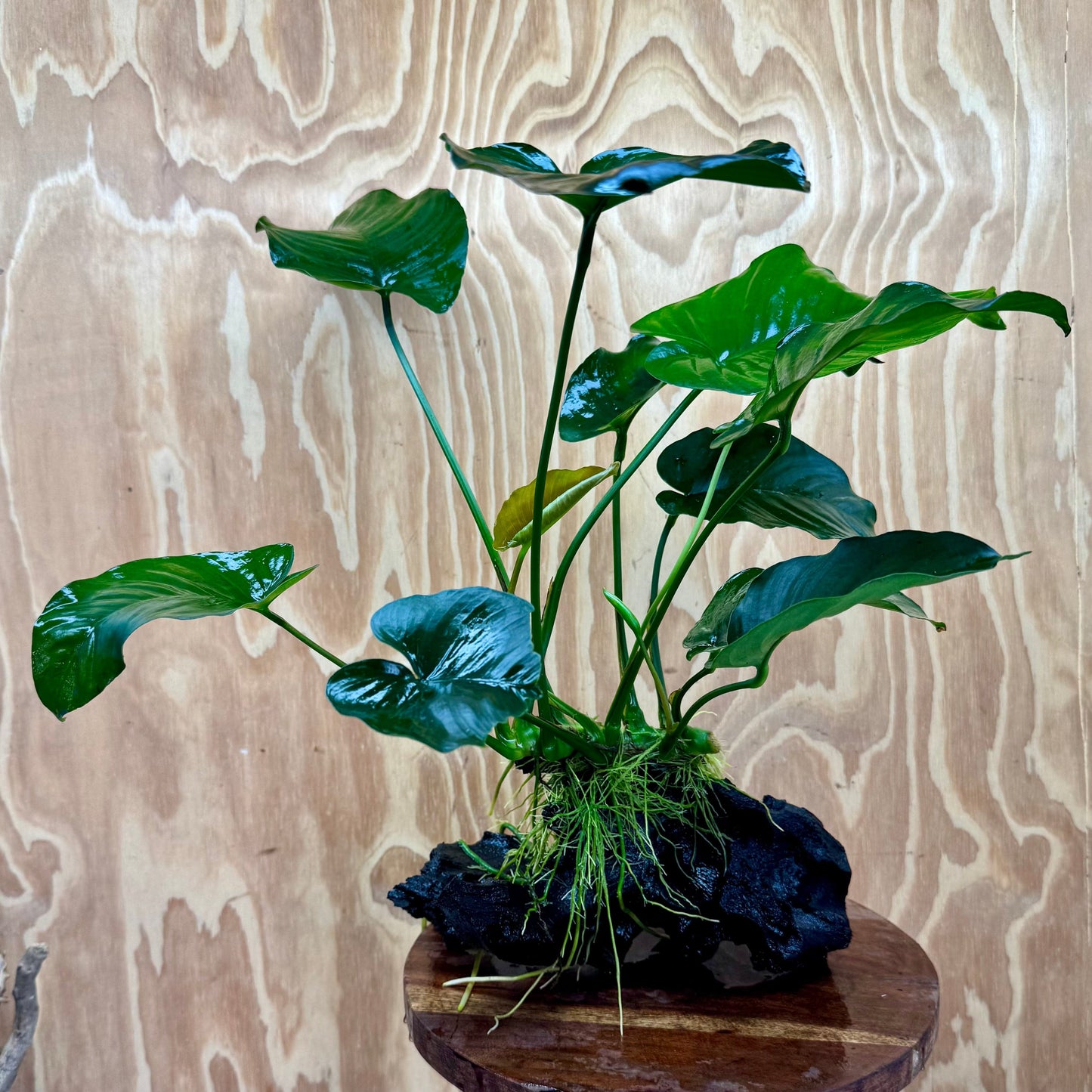 Scapeshop.com.au One Only Anubias 'Barteri' on Large Driftwood Creation - One Only - Strong Anubias Jenny on Medium Driftwood - ONE ONLY - Scapeshop