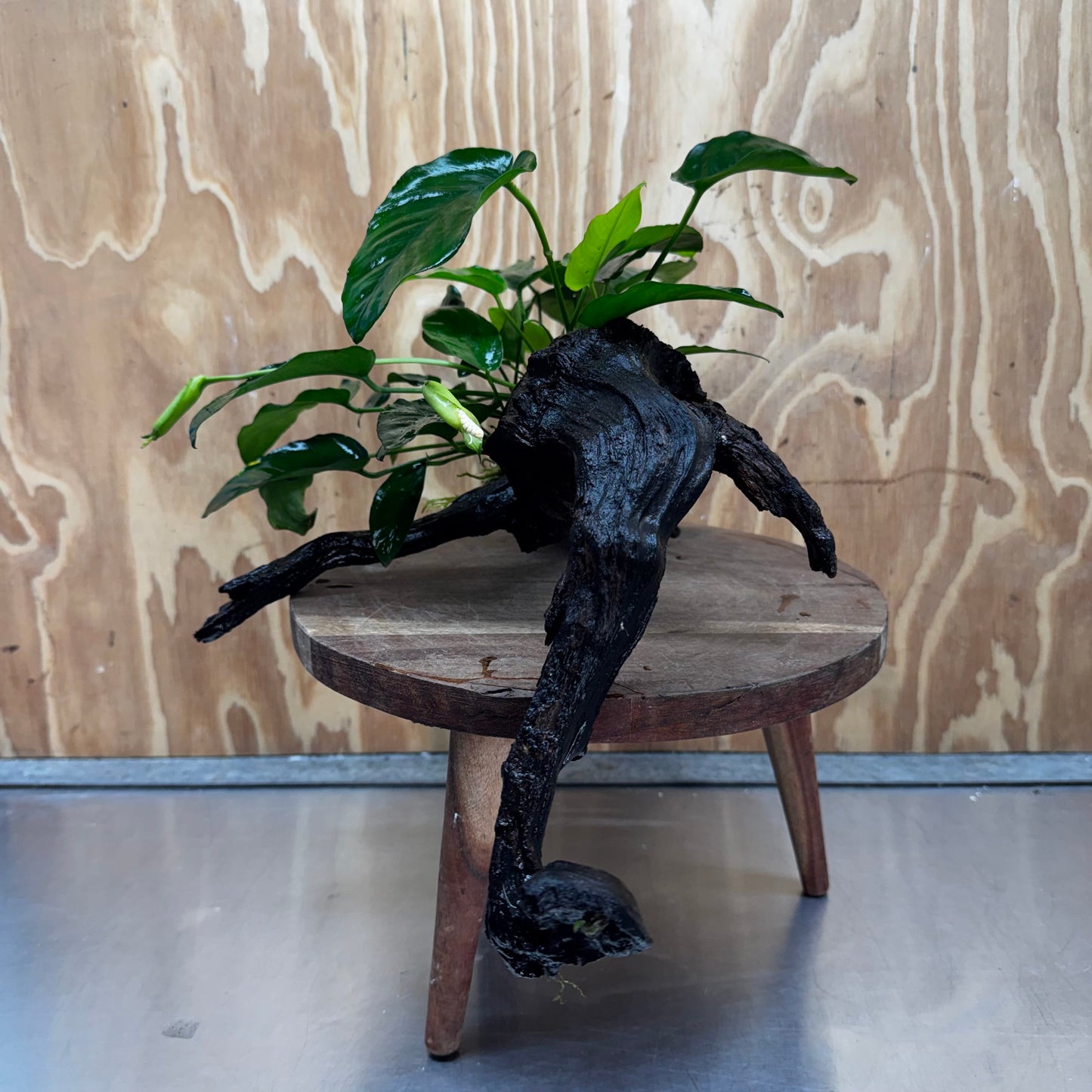 Scapeshop.com.au One Only Anubias 'Barteri' on Large Driftwood Creation - One Only - Strong Anubias Barteri Large Driftwood - ONE ONLY - Scapeshop Aquarium Plants