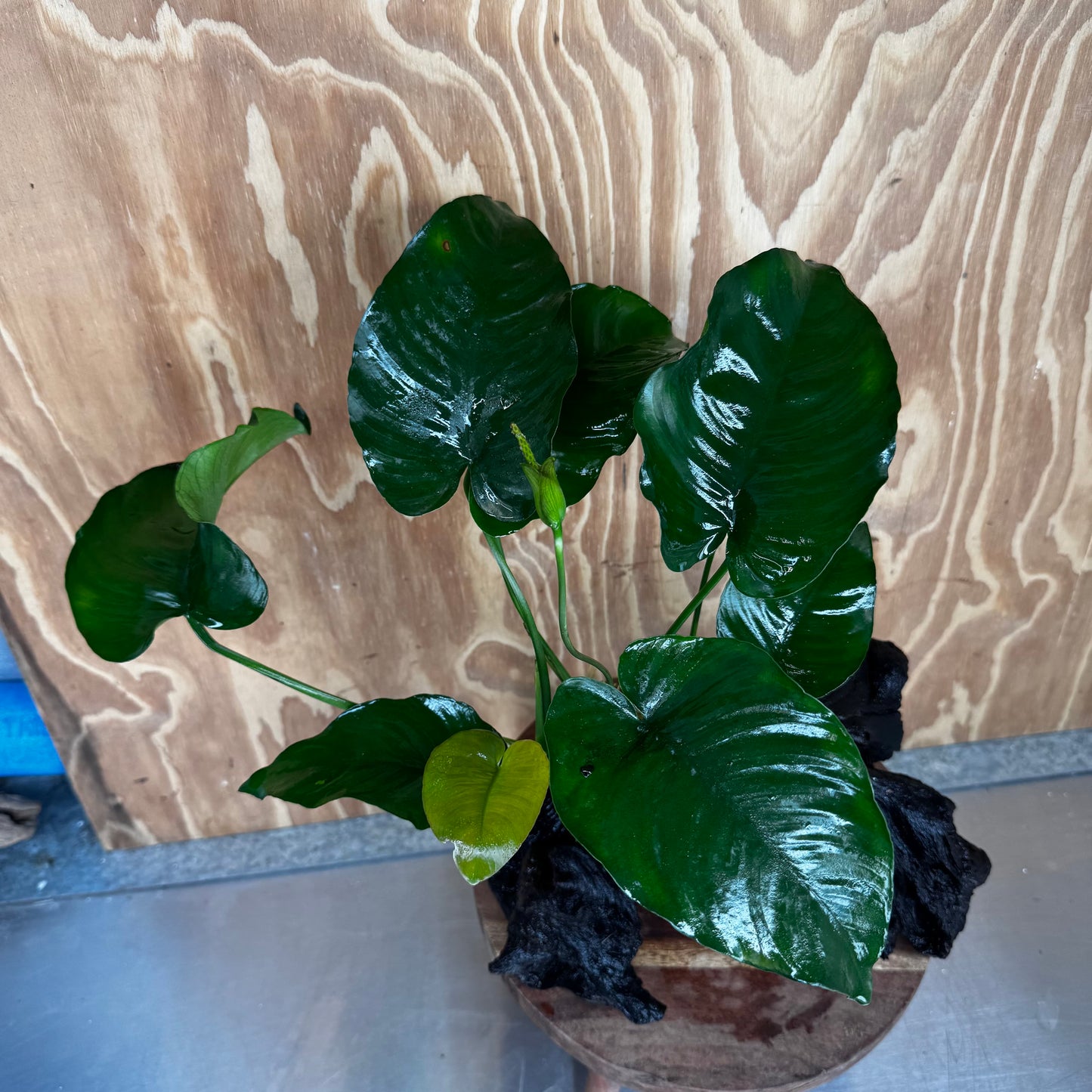 Scapeshop.com.au One Only Anubias 'Barteri' on Large Driftwood Creation - One Only - Strong Anubias Barteri Large Driftwood - ONE ONLY - Scapeshop Aquarium Plants